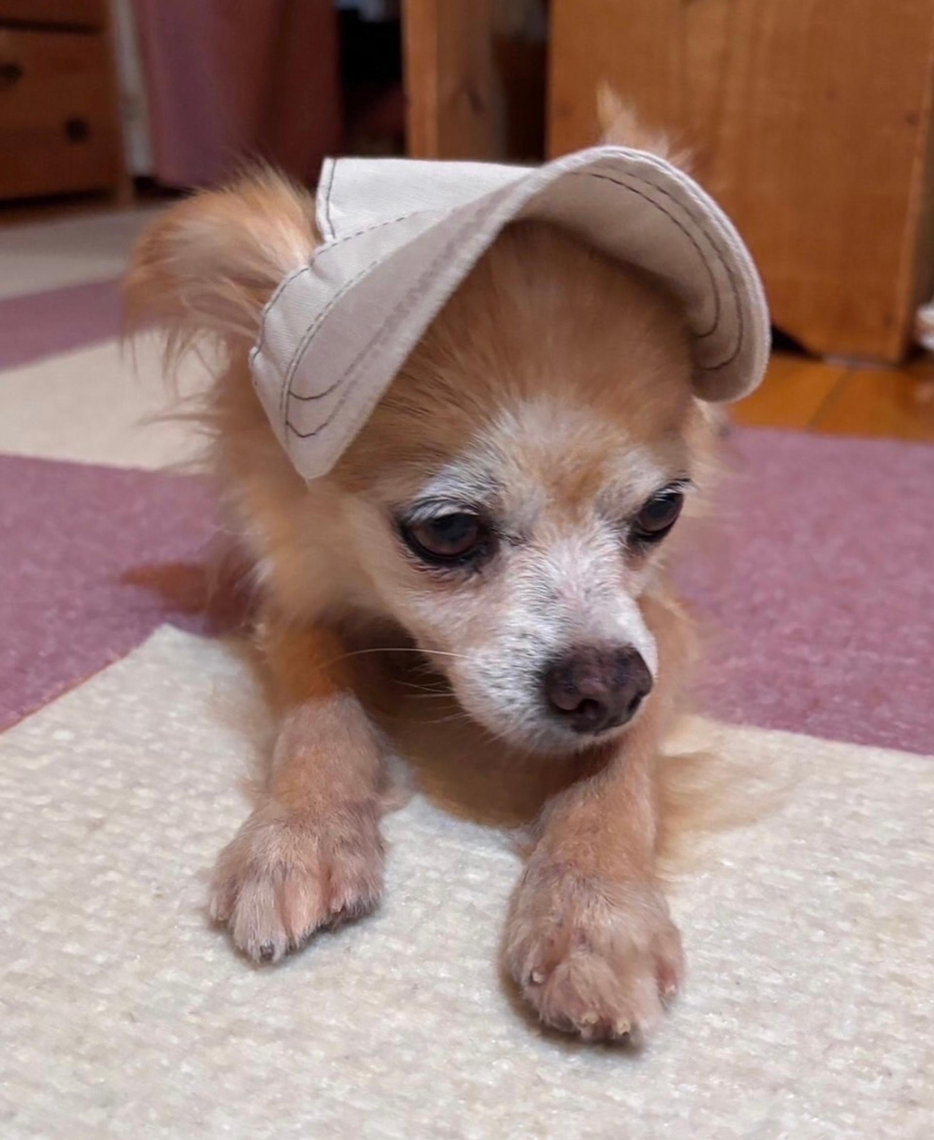pet-image-2