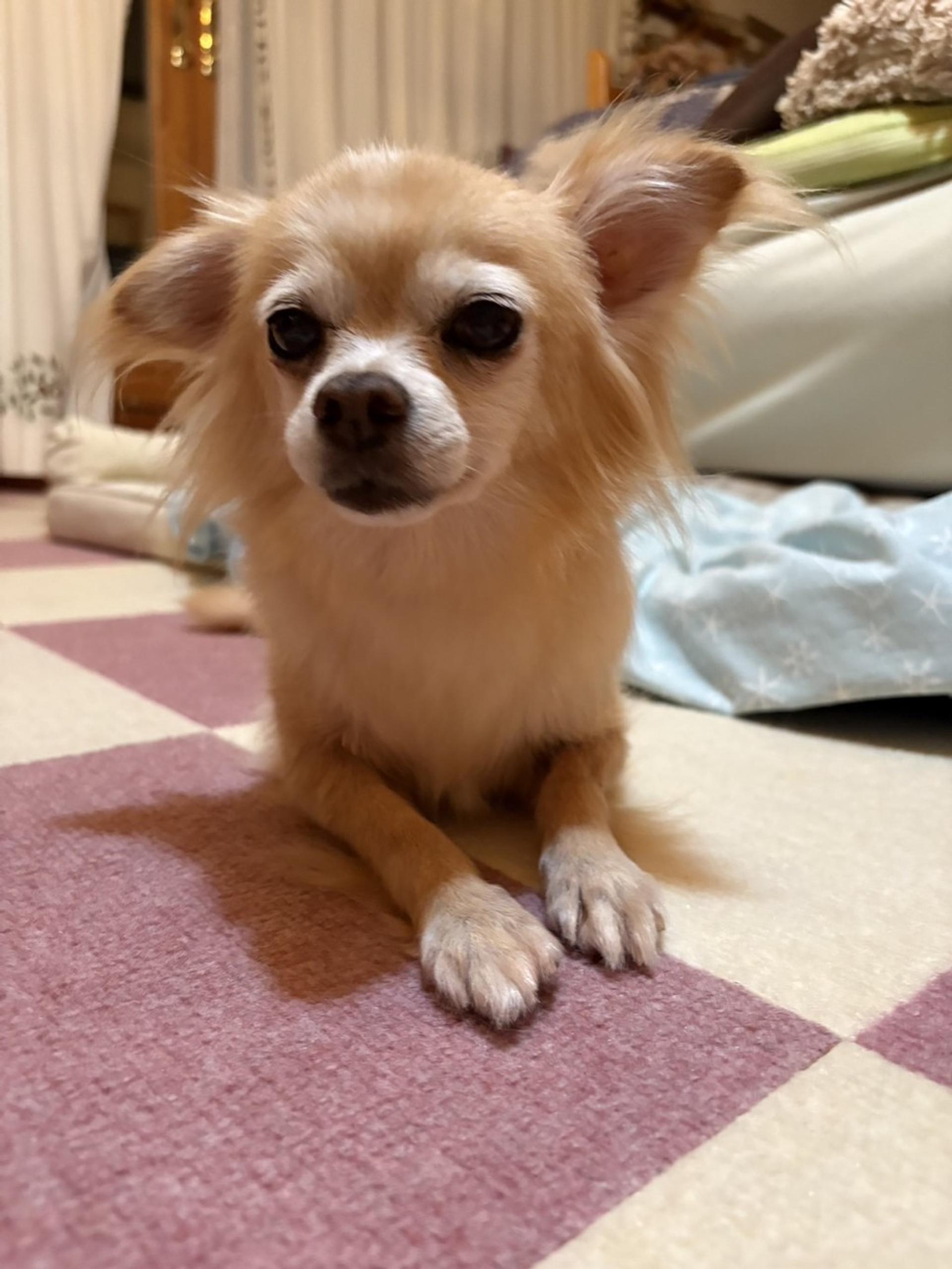 pet-image-3