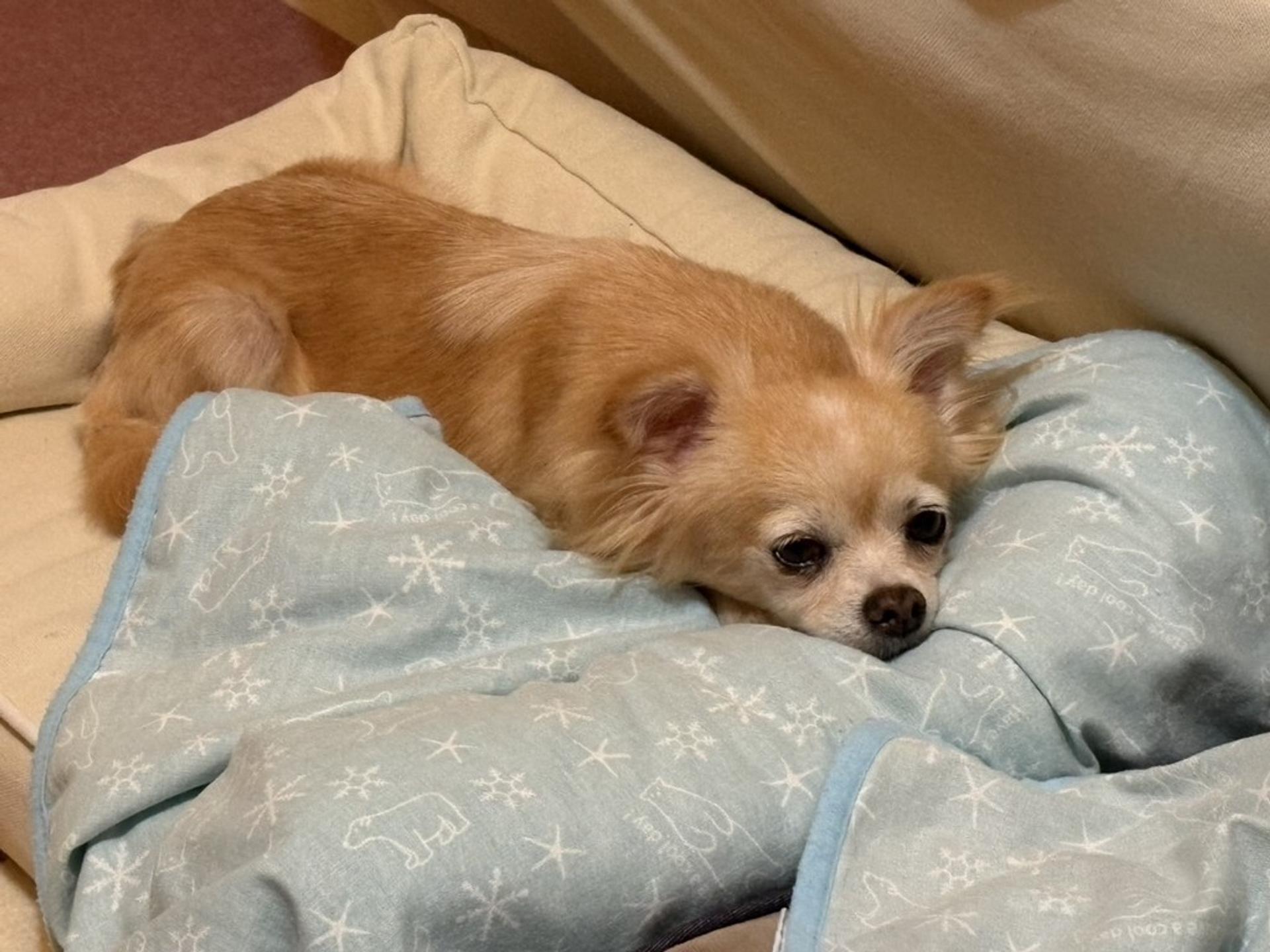 pet-image-4