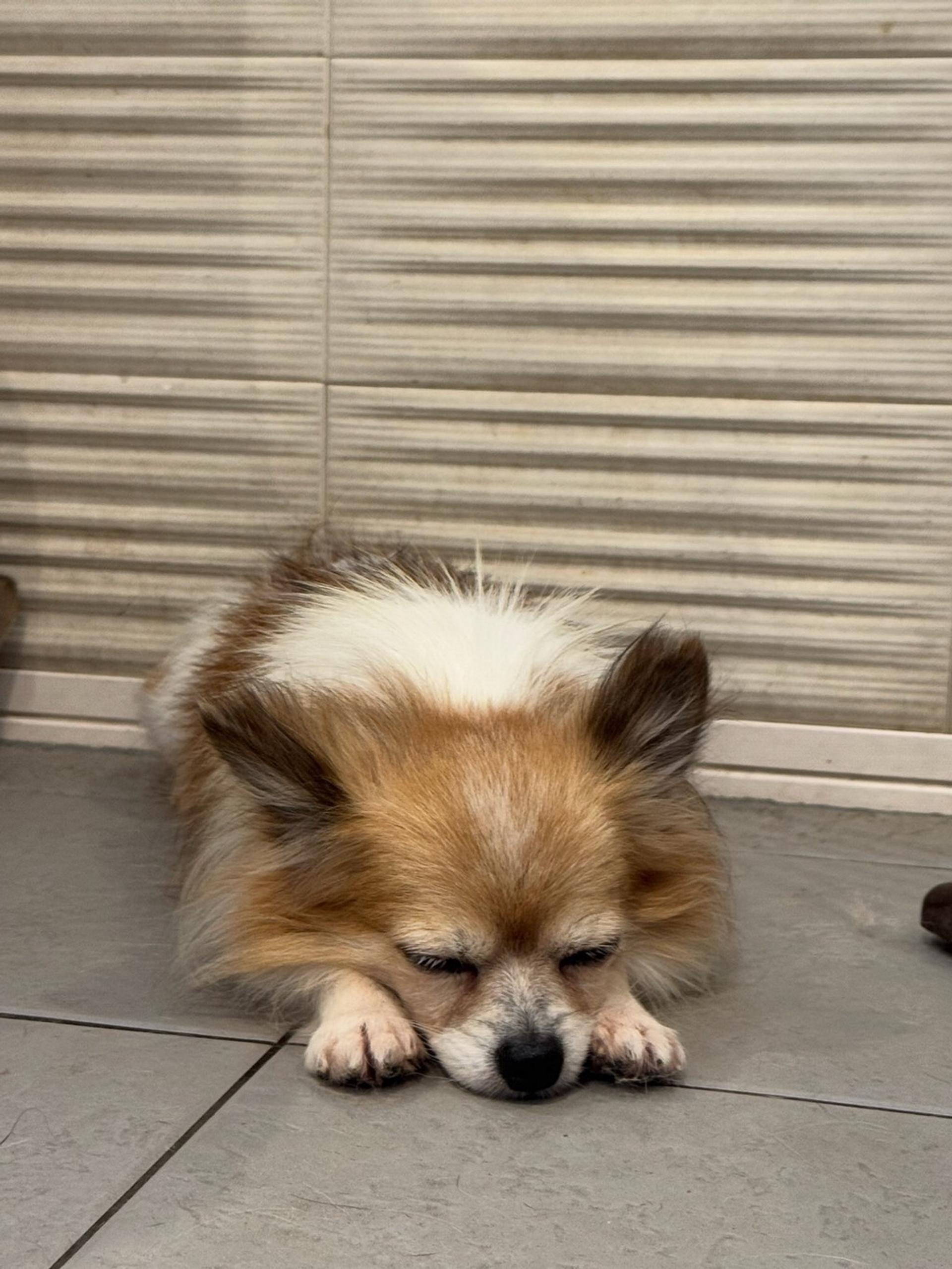 pet-image-3