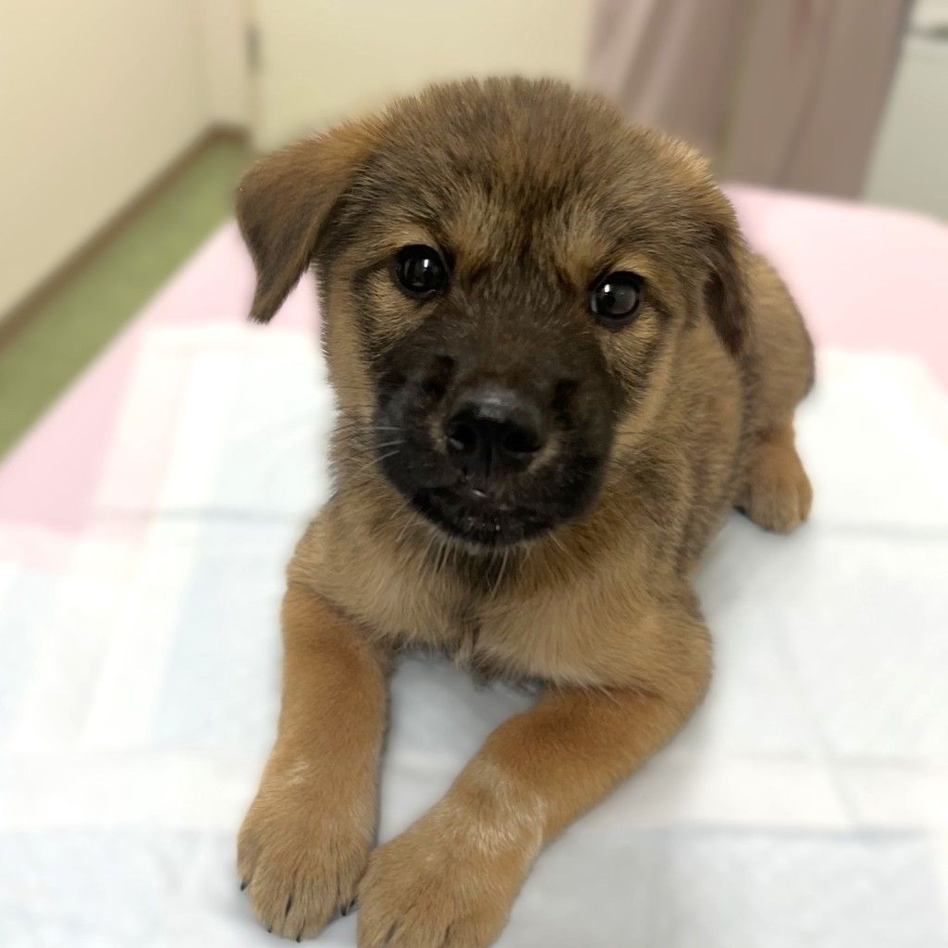雑種（ミックス犬）・メスの里親募集の写真