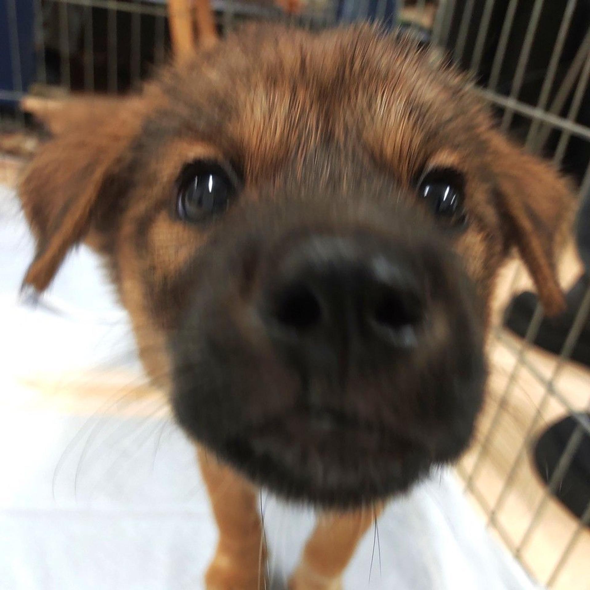 pet-image-3