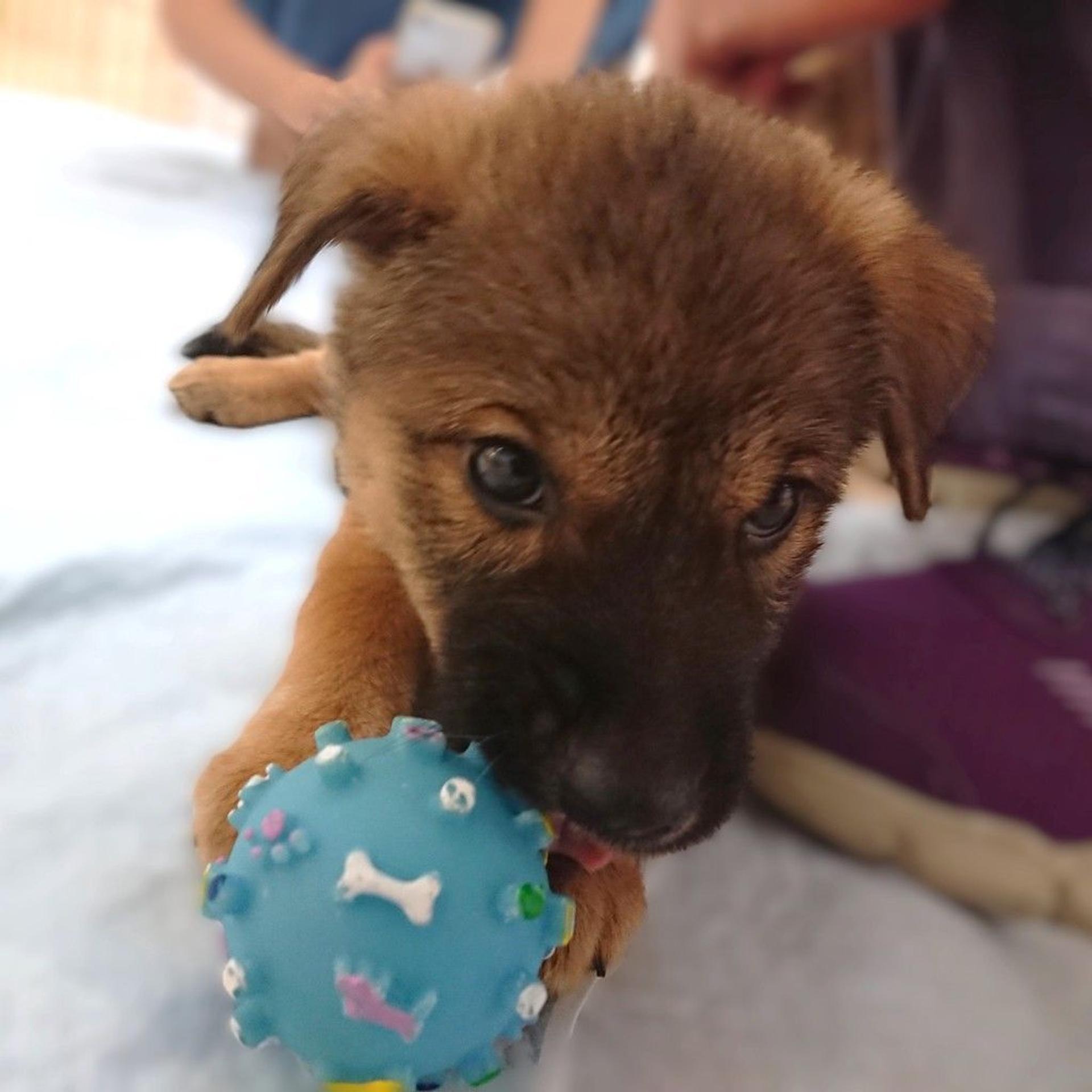 pet-image-2