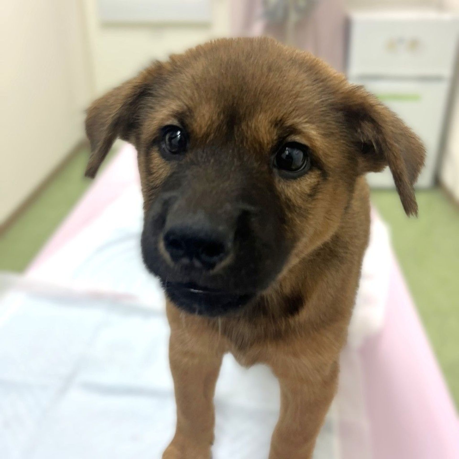 雑種（ミックス犬）・メスの里親募集の写真