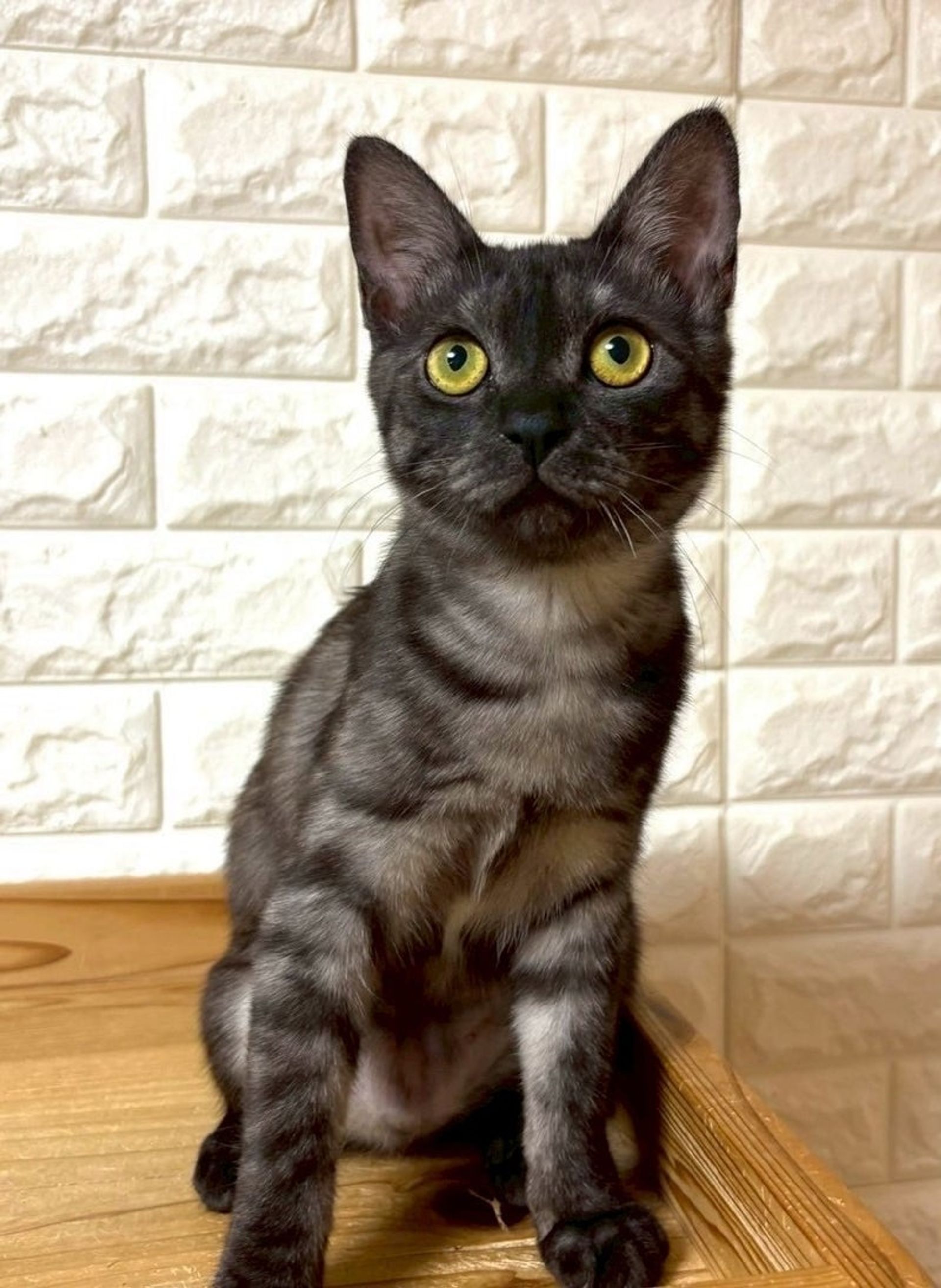 雑種（ミックス猫）・メスの里親募集の写真