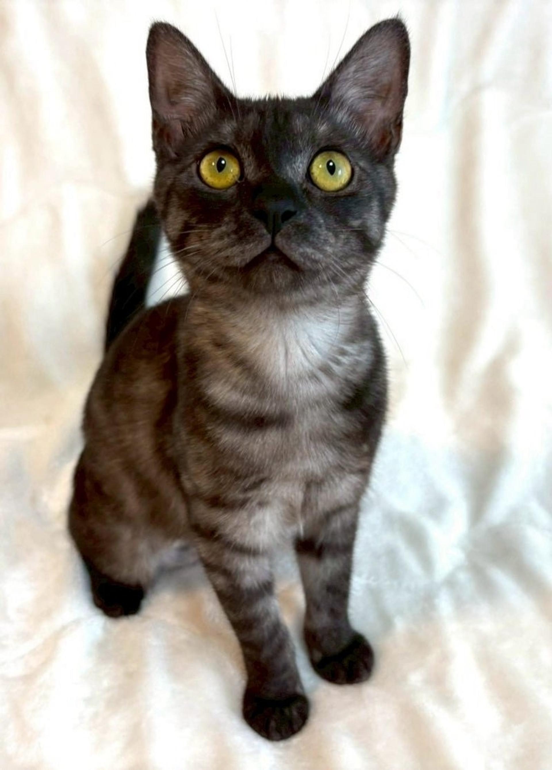 pet-image-4