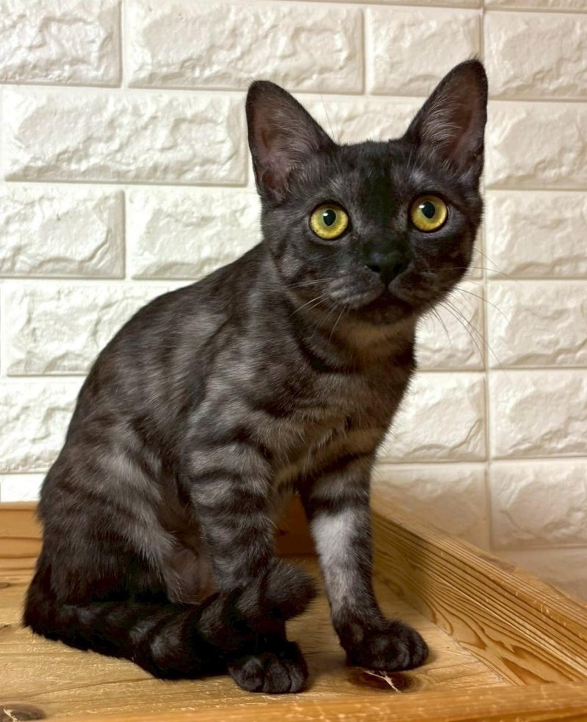 pet-image-3