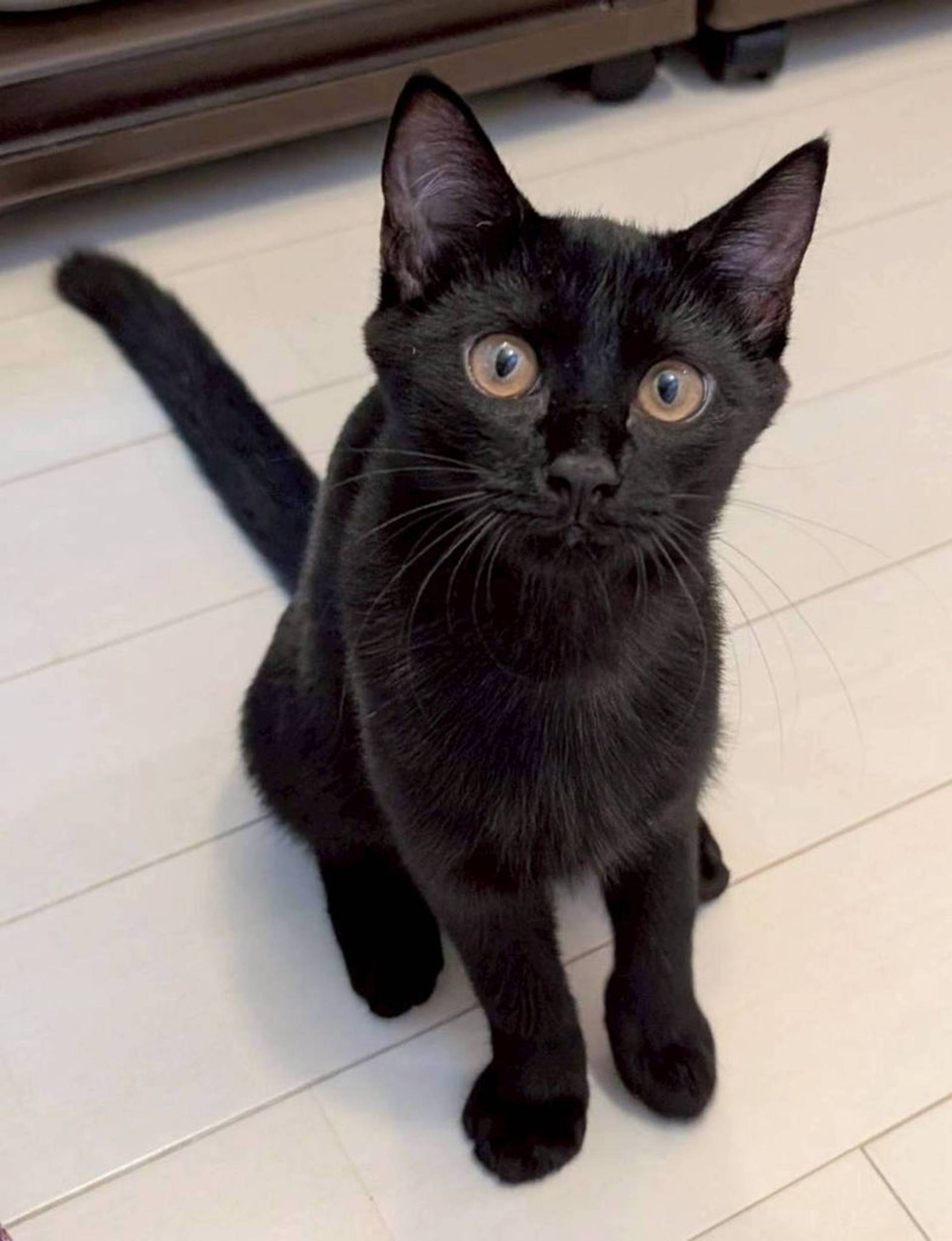 雑種（ミックス猫）・メスの里親募集の写真