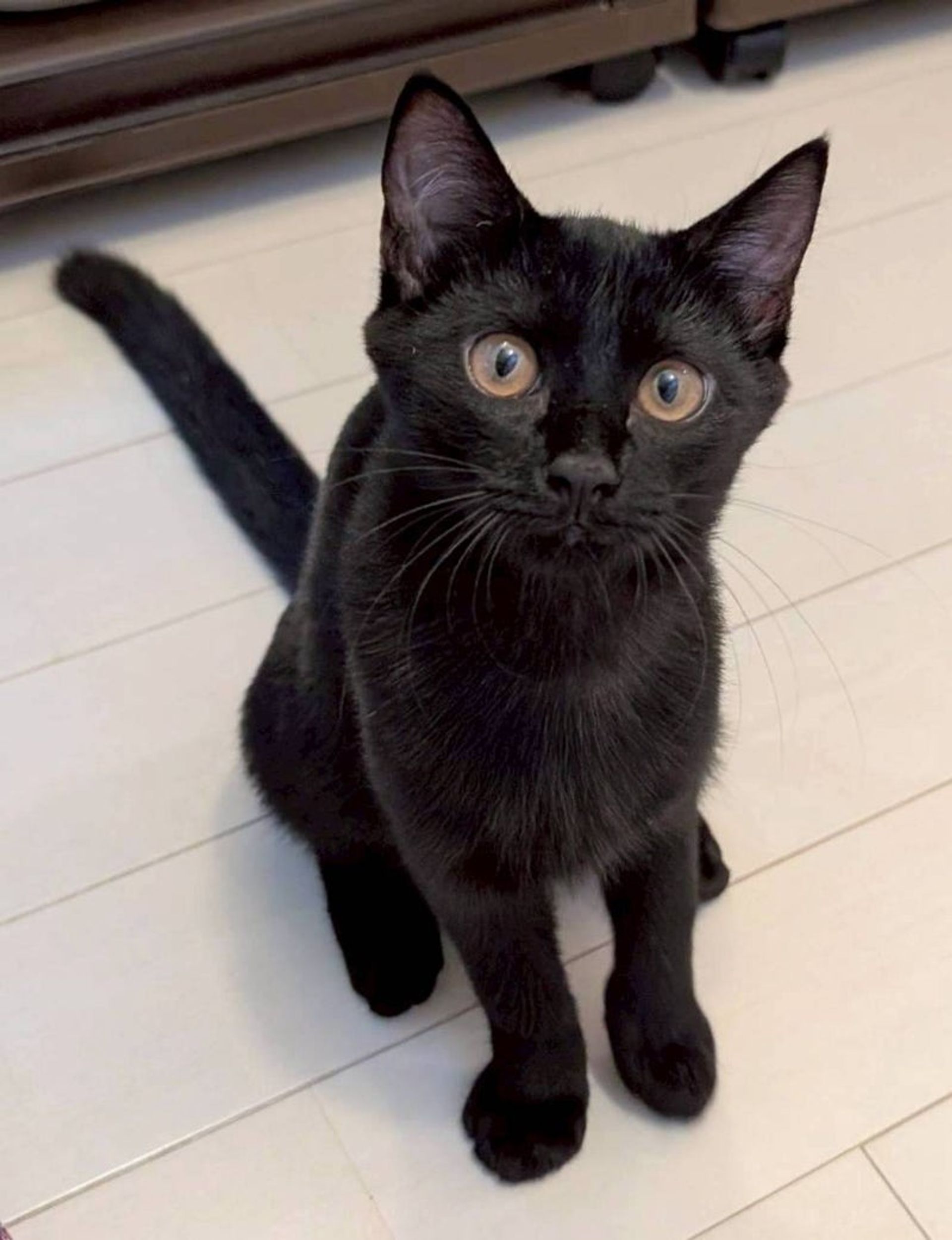 雑種（ミックス猫）・メスの里親募集の写真