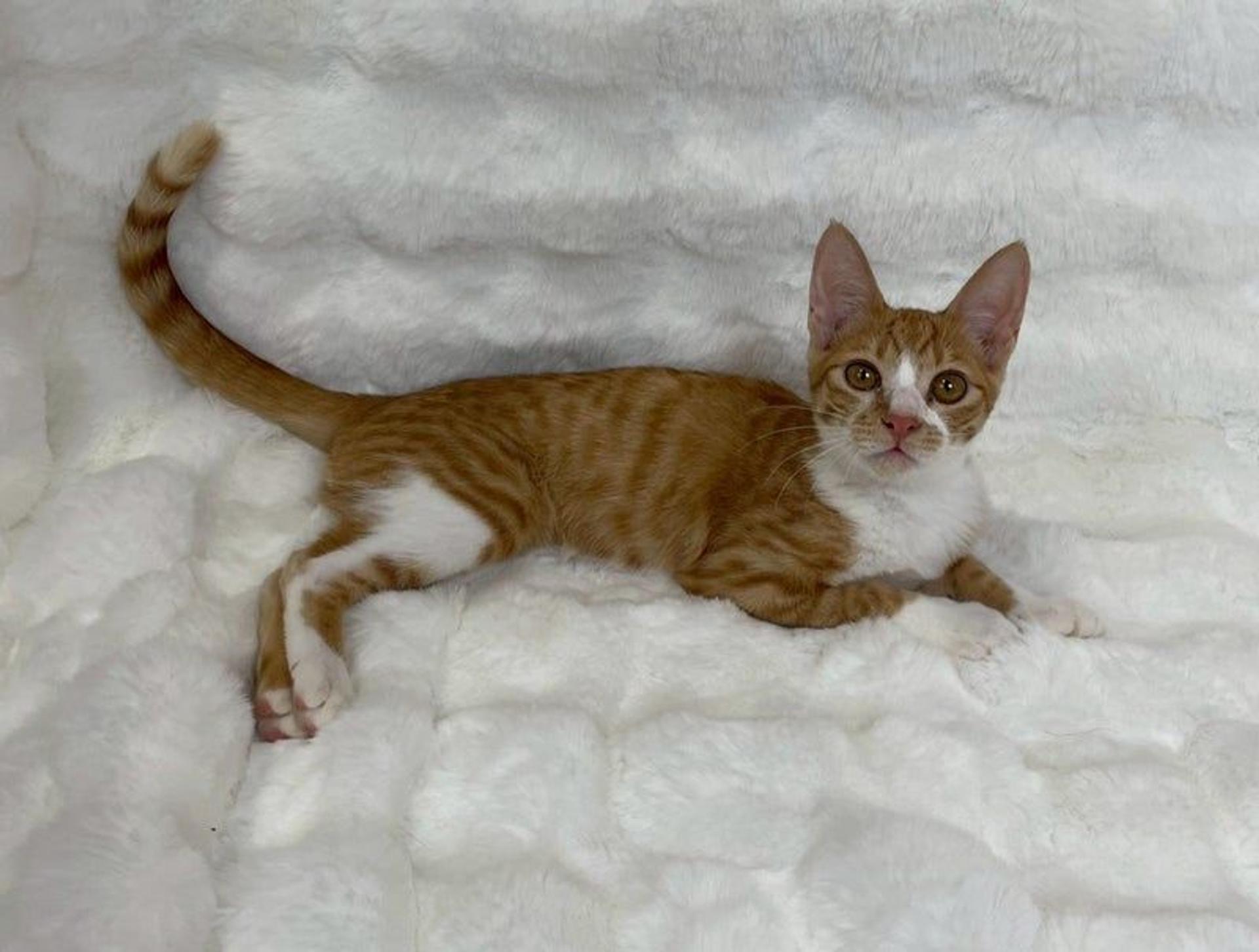 pet-image-4