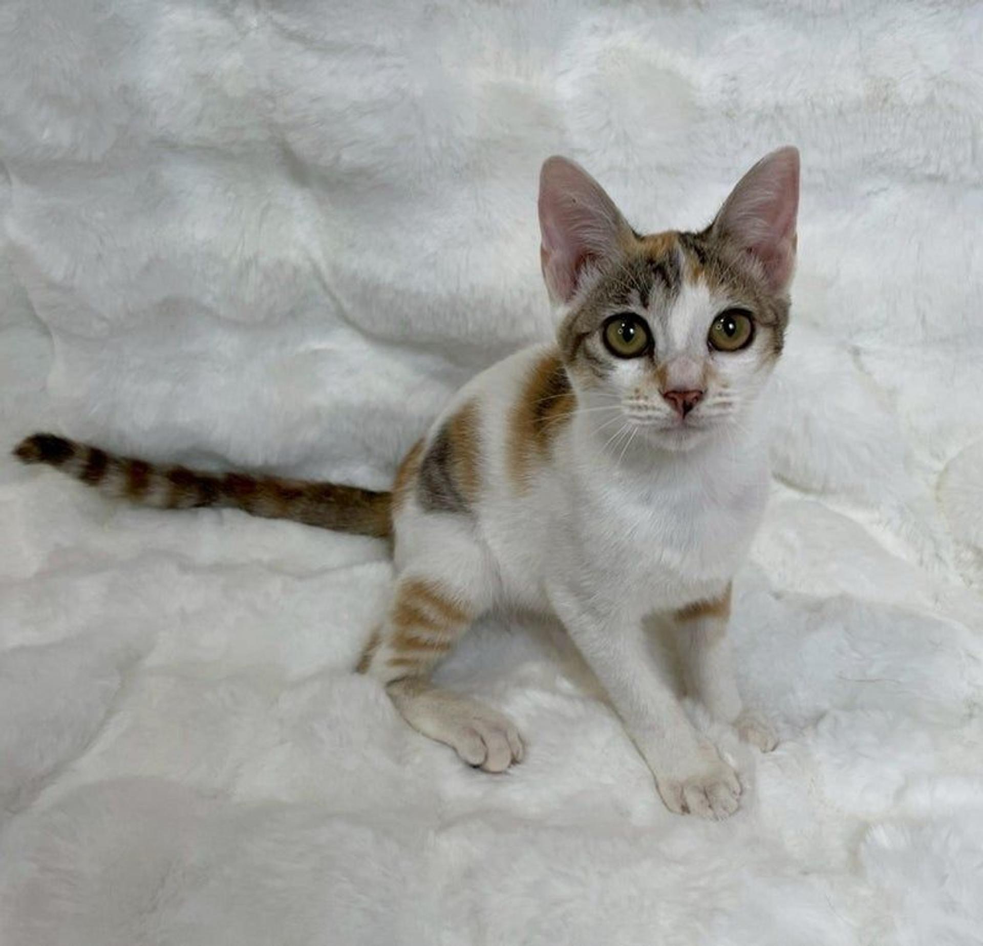 pet-image-4