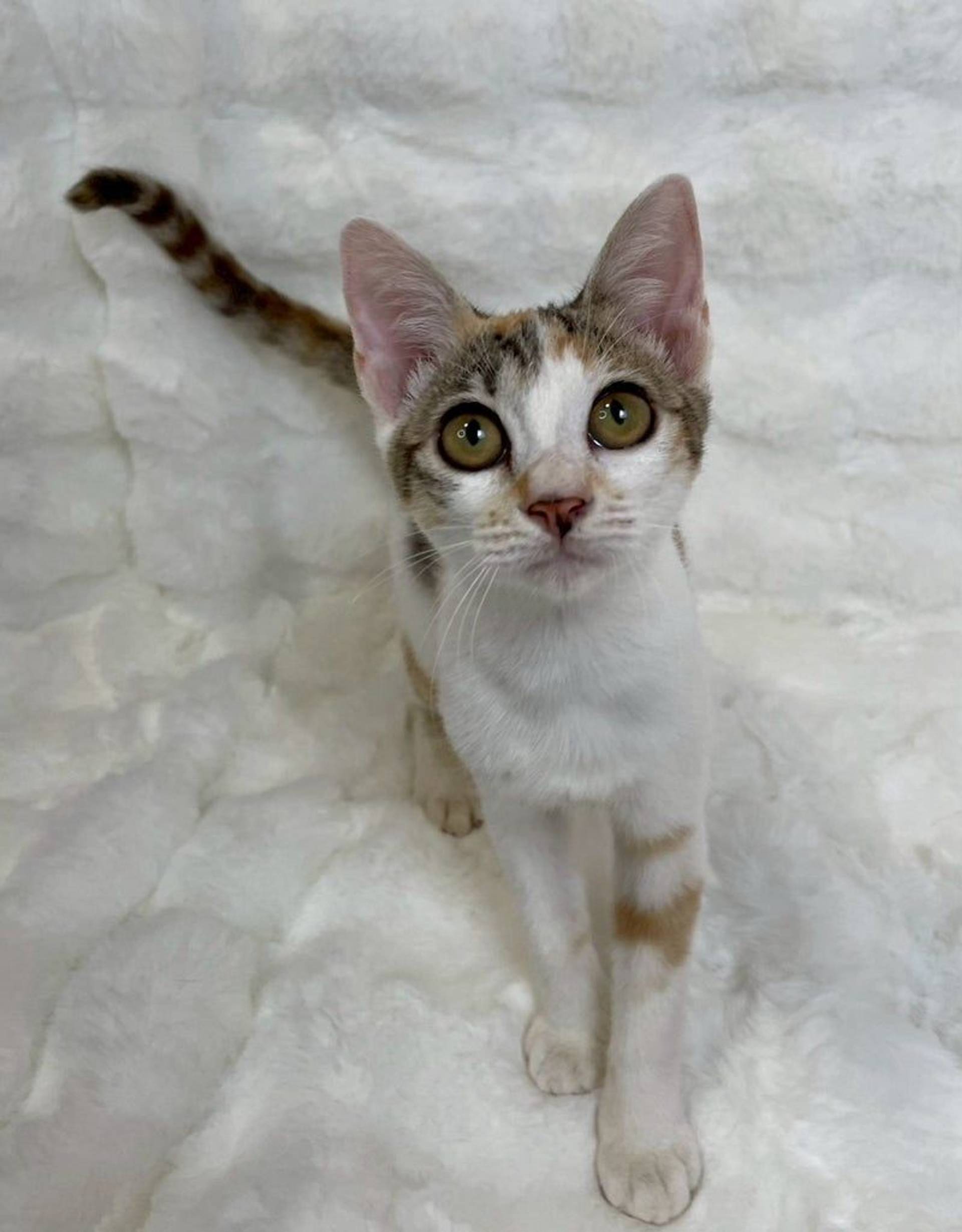 雑種（ミックス猫）・メスの里親募集の写真
