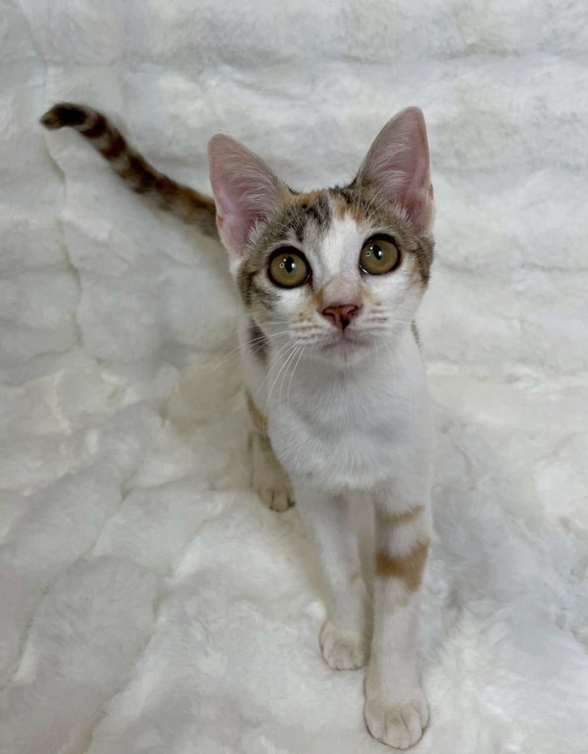 雑種（ミックス猫）・メスの里親募集の写真