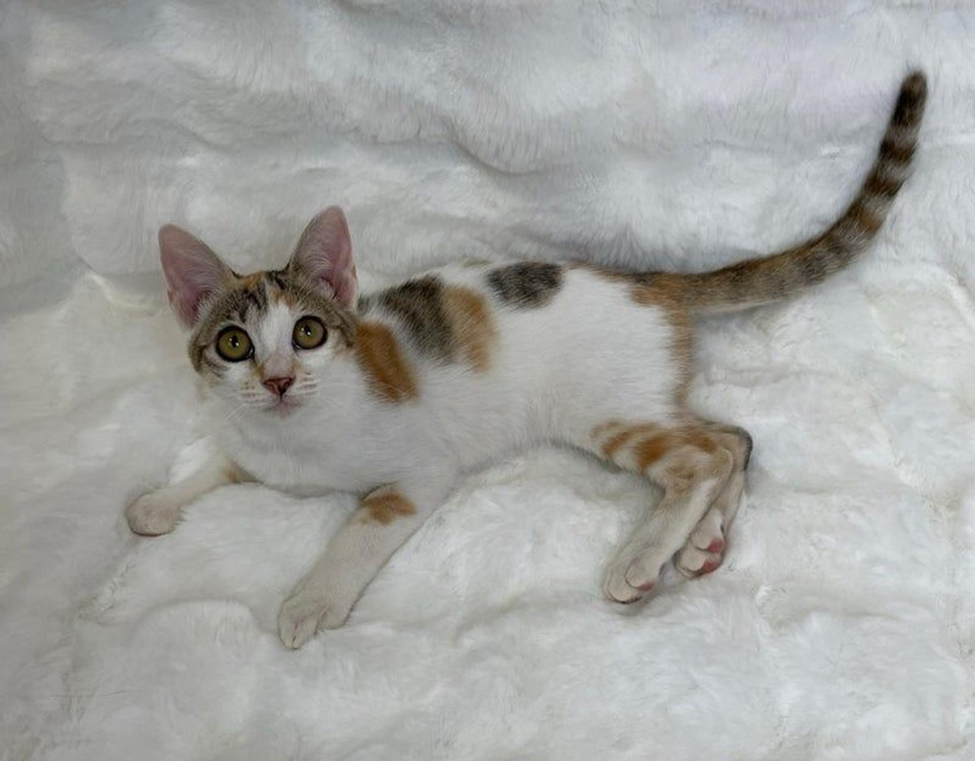 pet-image-3