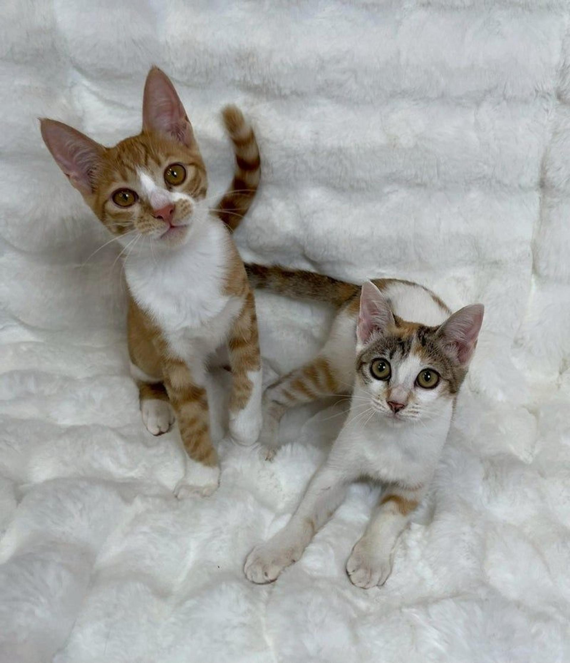 pet-image-5