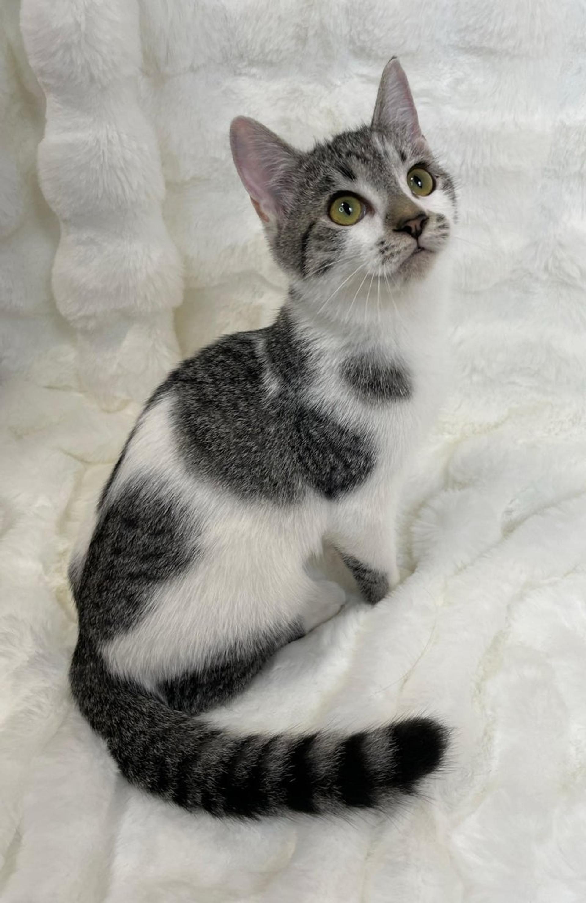 pet-image-4