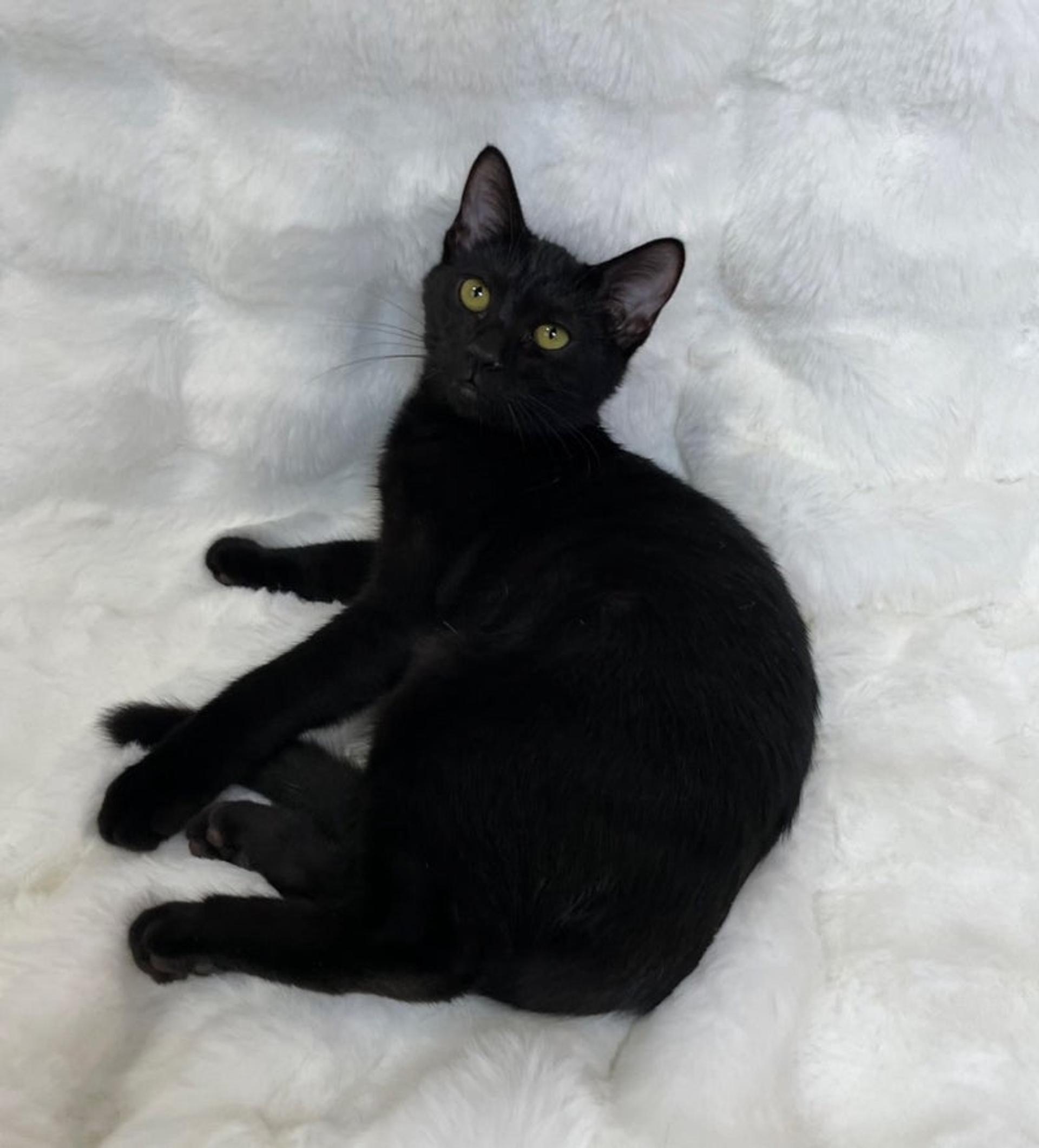 pet-image-3