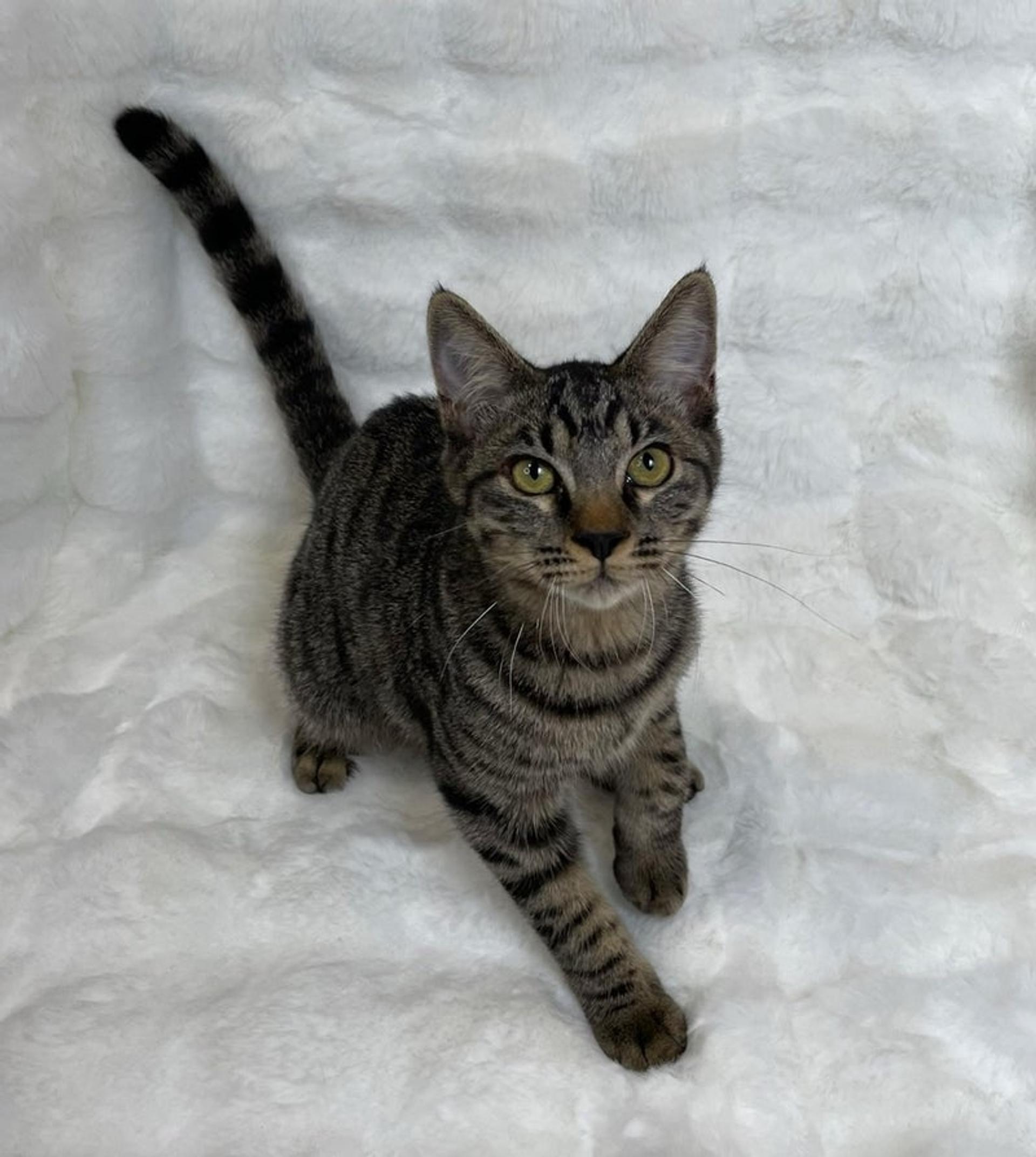 pet-image-4