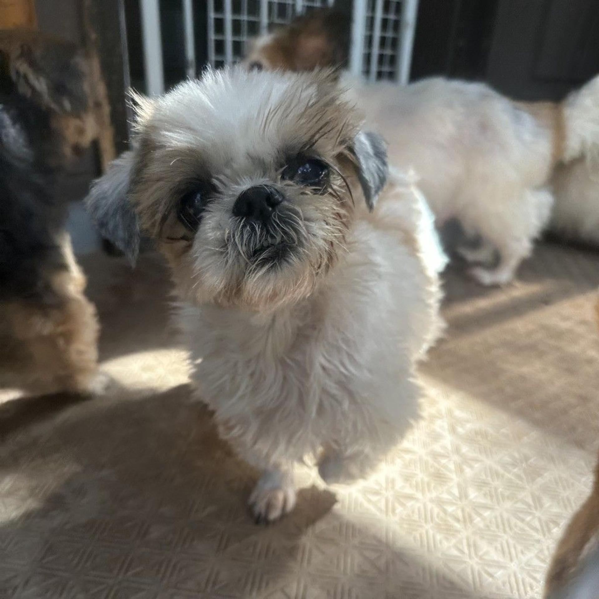 pet-image-2