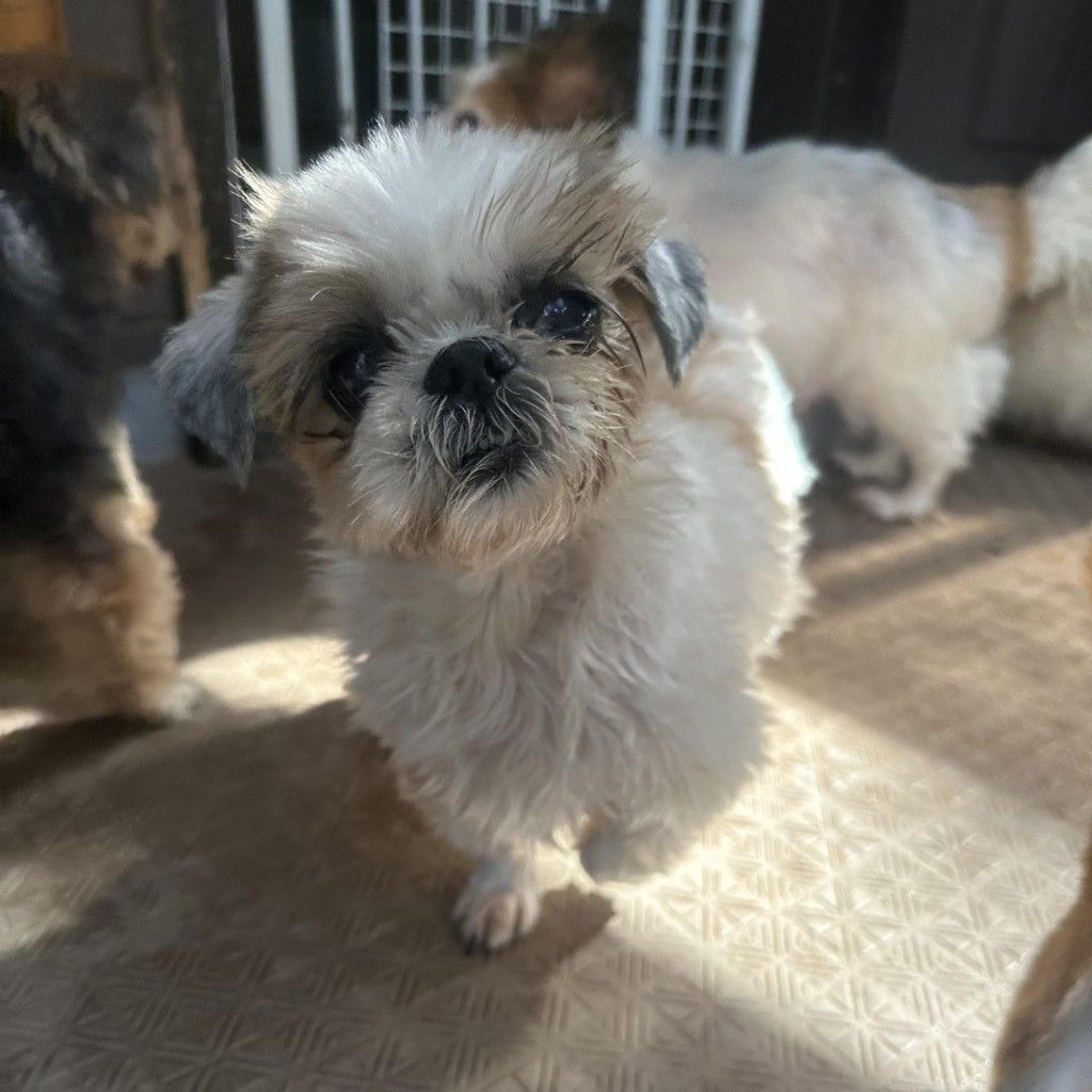 pet-image-2