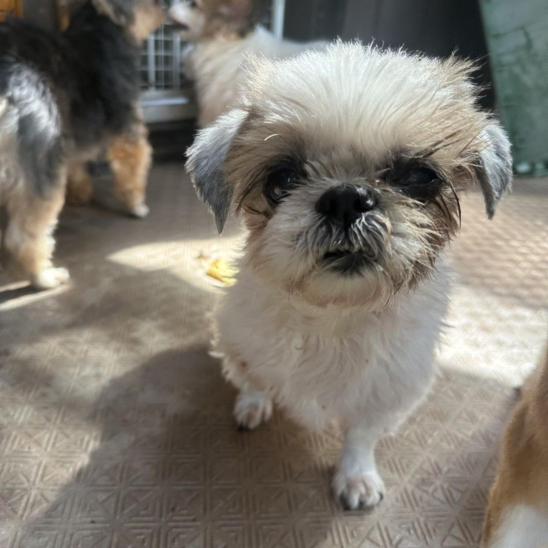 pet-image-3