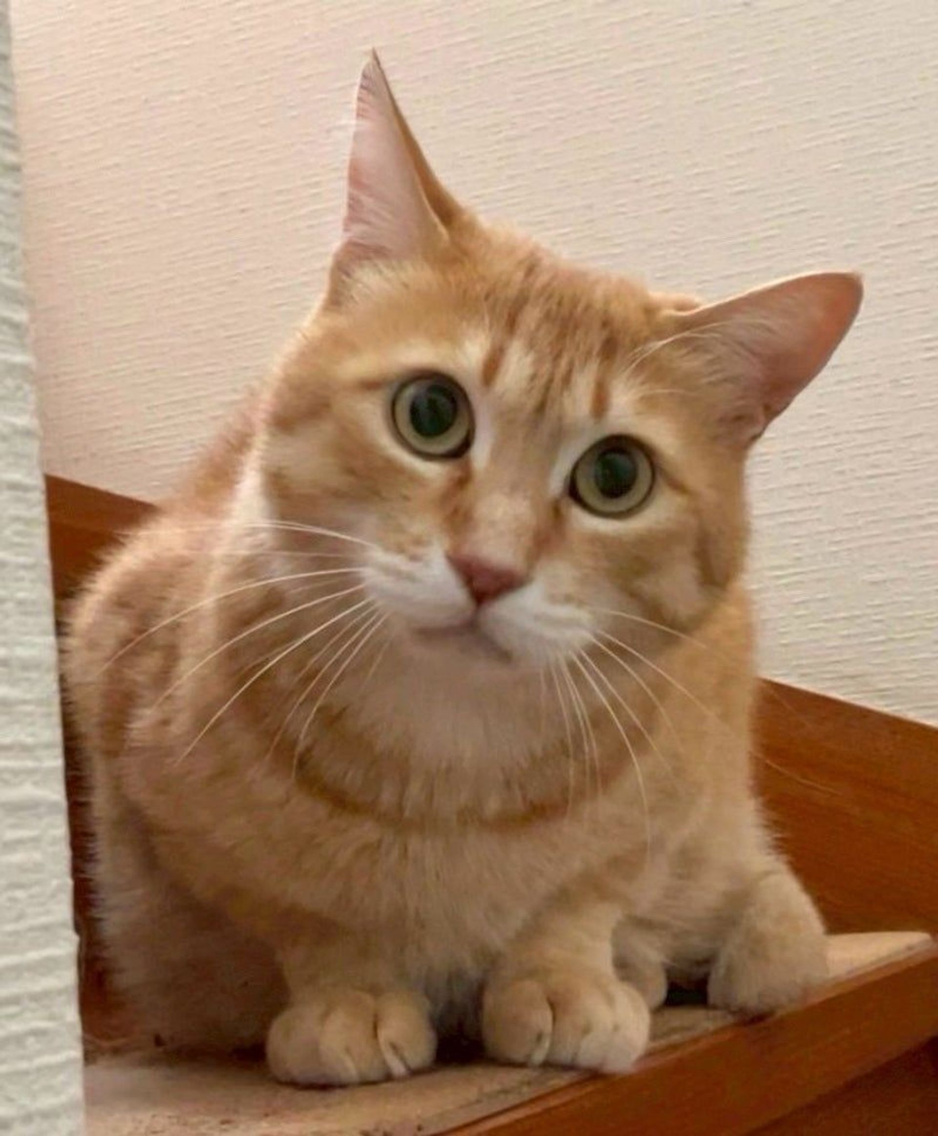雑種（ミックス猫）・オスの里親募集の写真