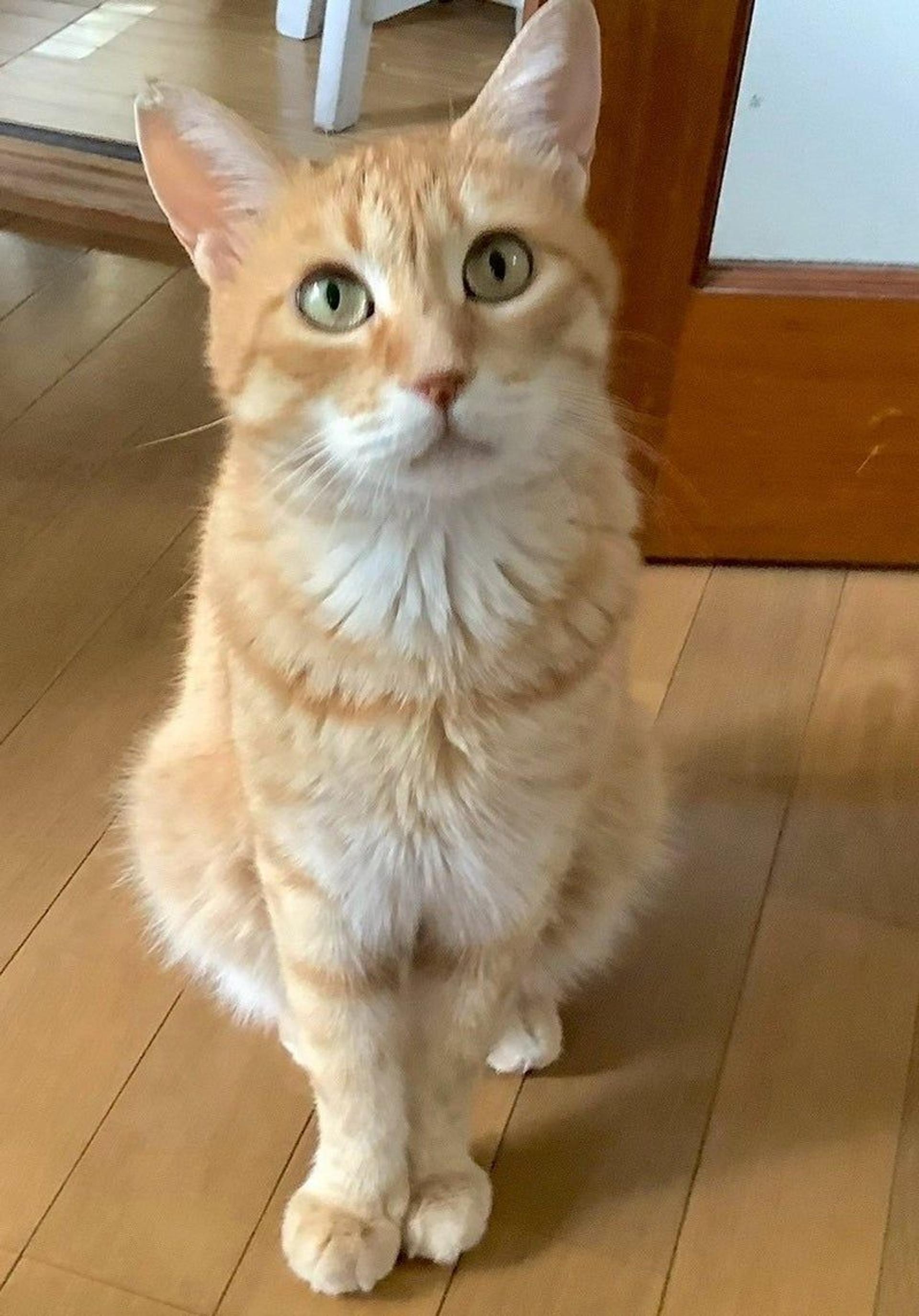 pet-image-3