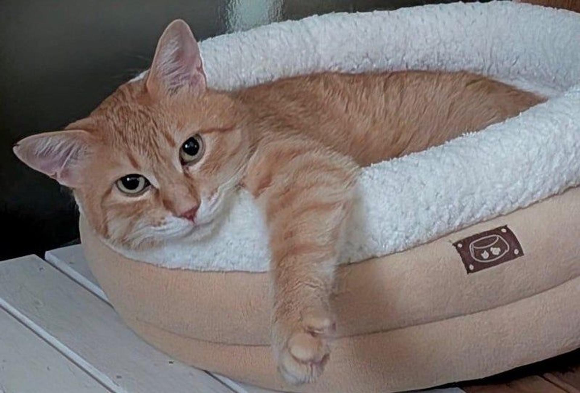 pet-image-5