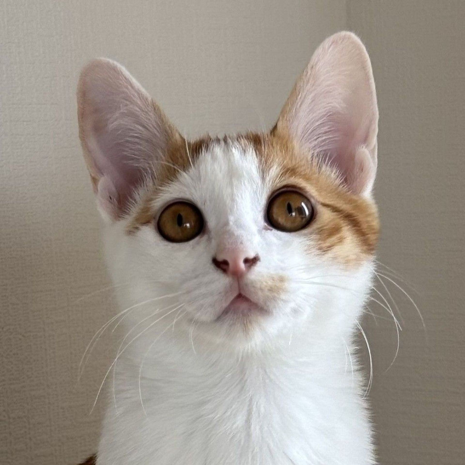 雑種（ミックス猫）・オスの里親募集の写真