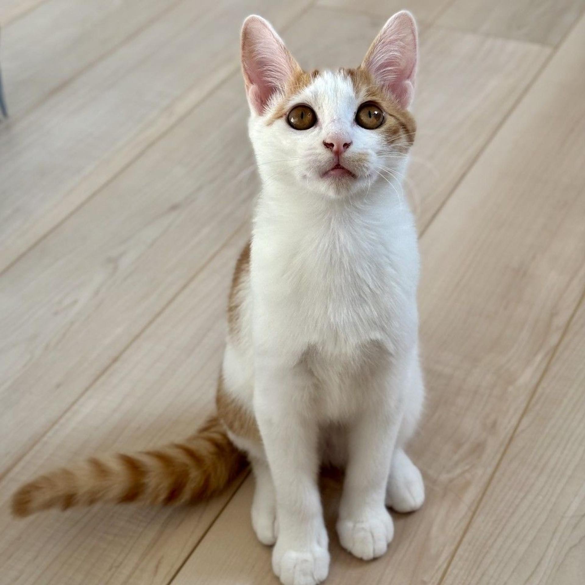 pet-image-2