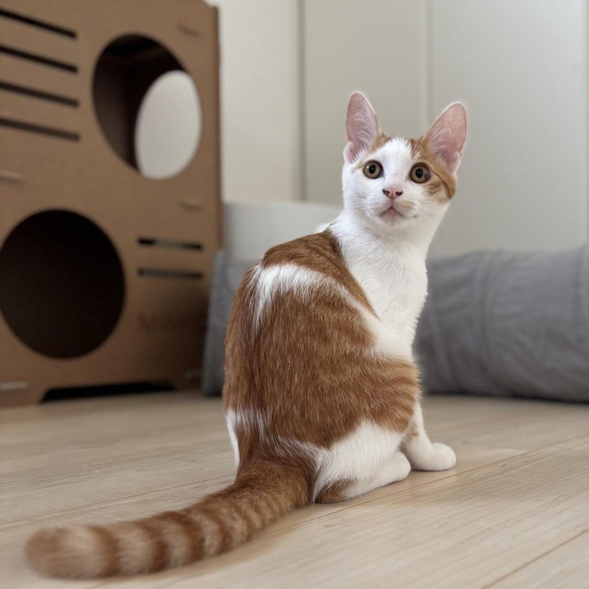 pet-image-6