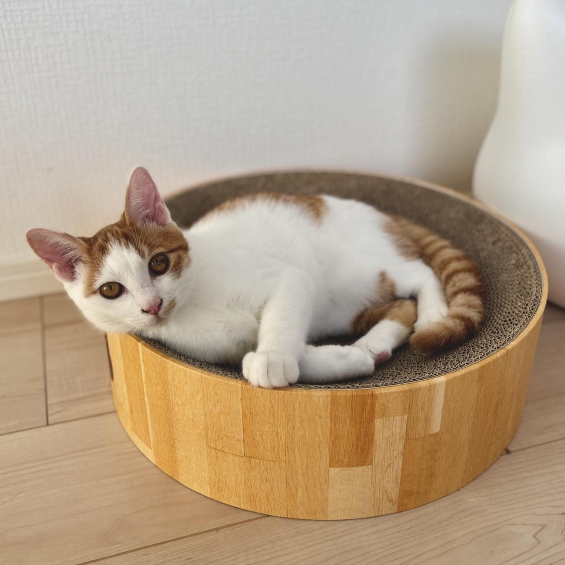 pet-image-7