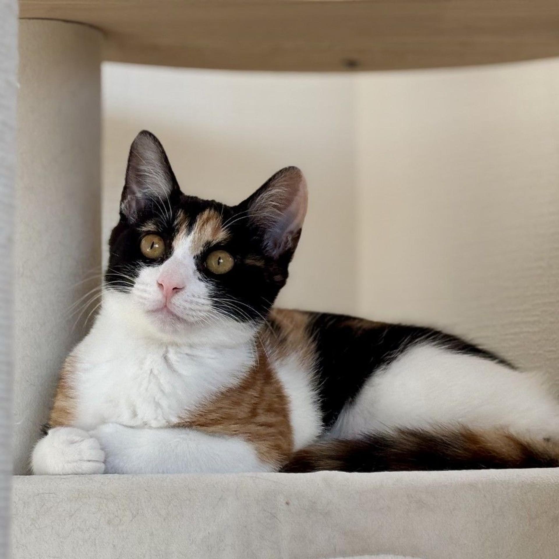 pet-image-3