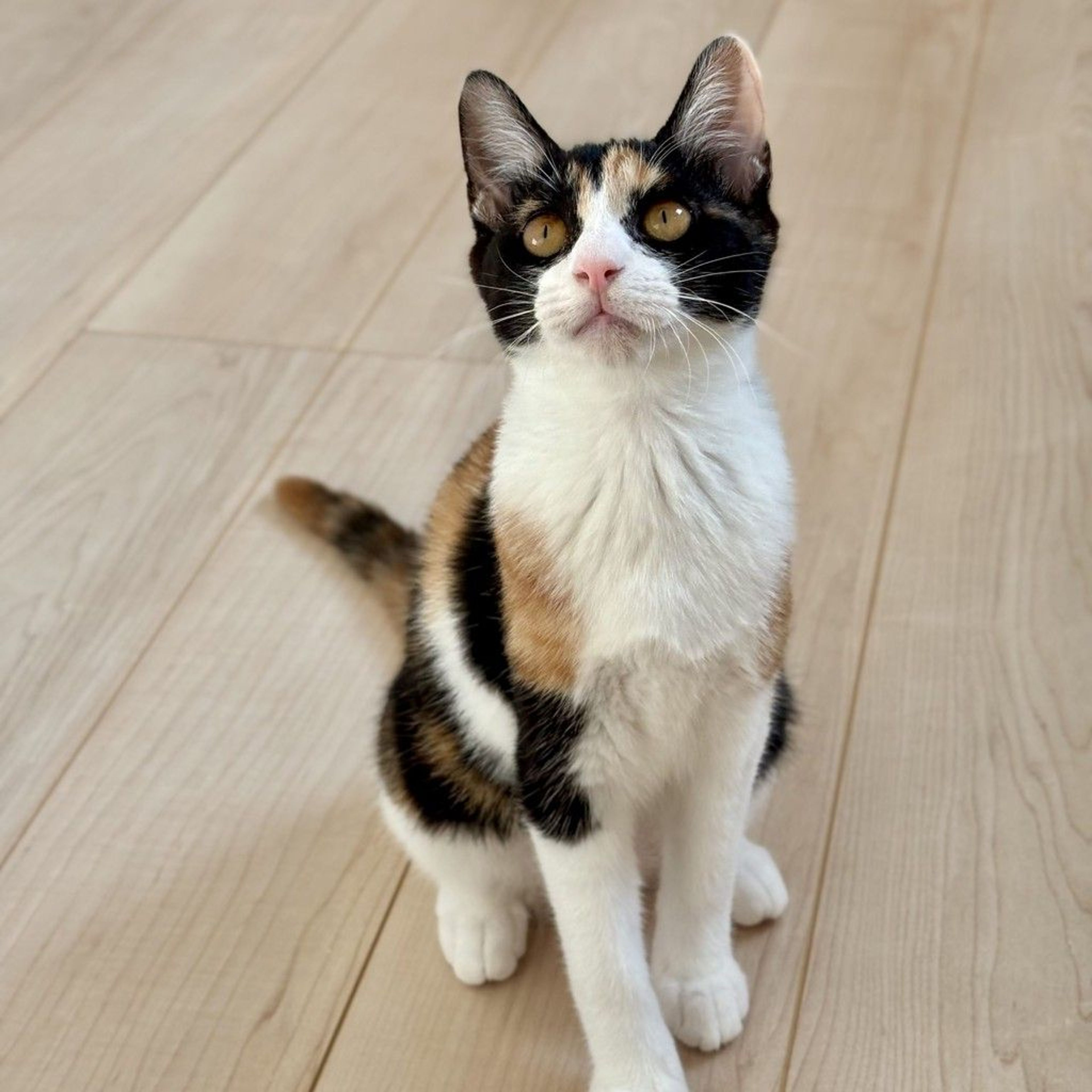 pet-image-2