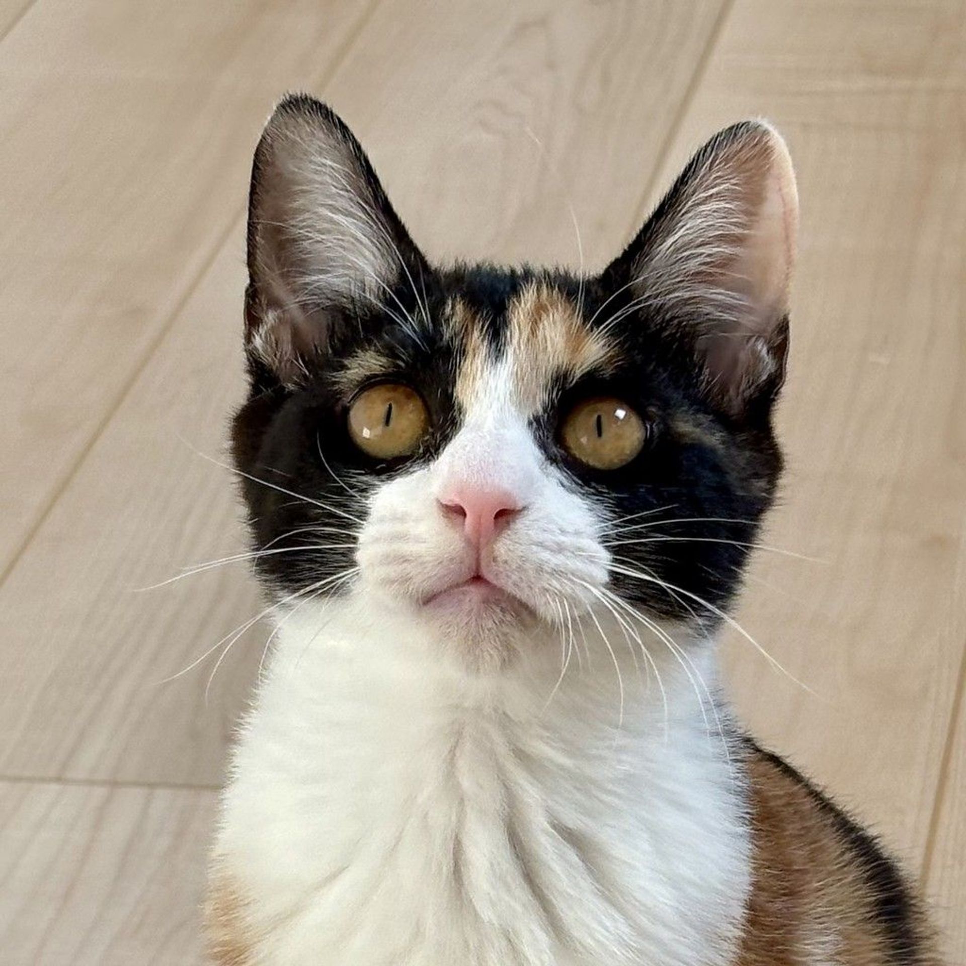 雑種（ミックス猫）・メスの里親募集の写真