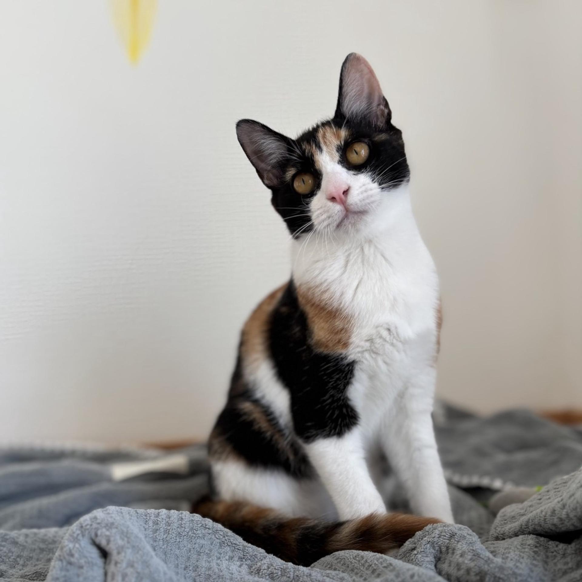 pet-image-5