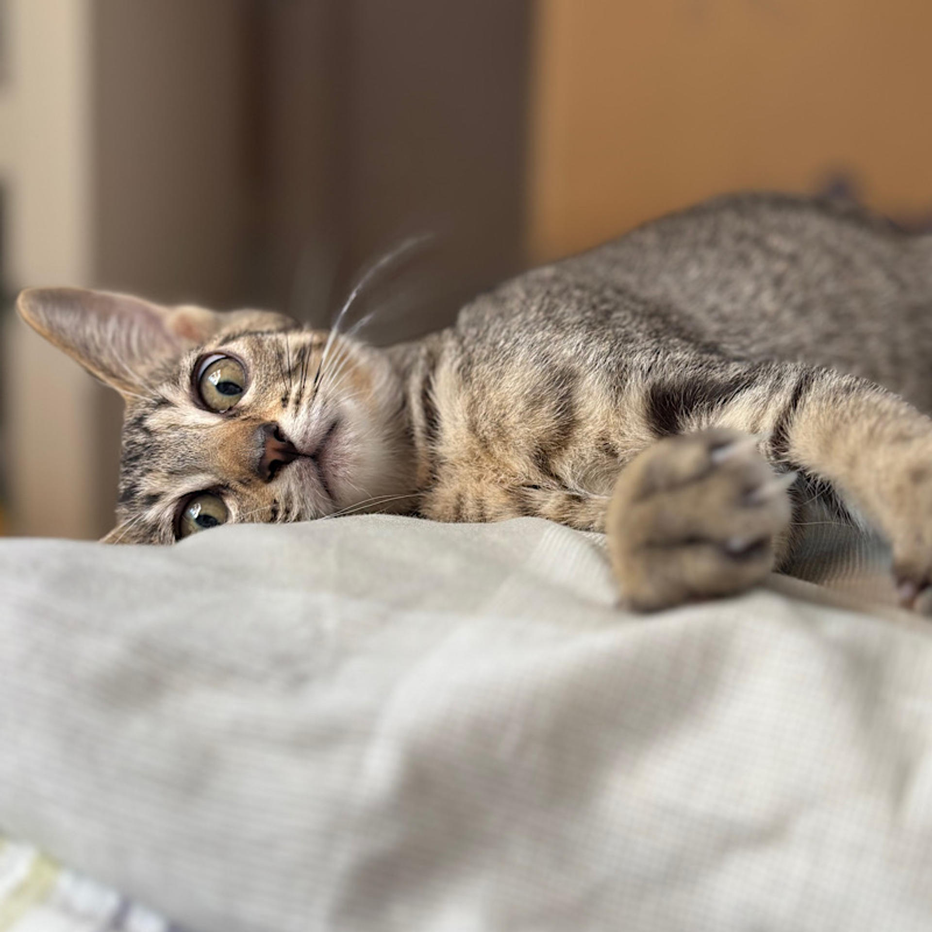 pet-image-3