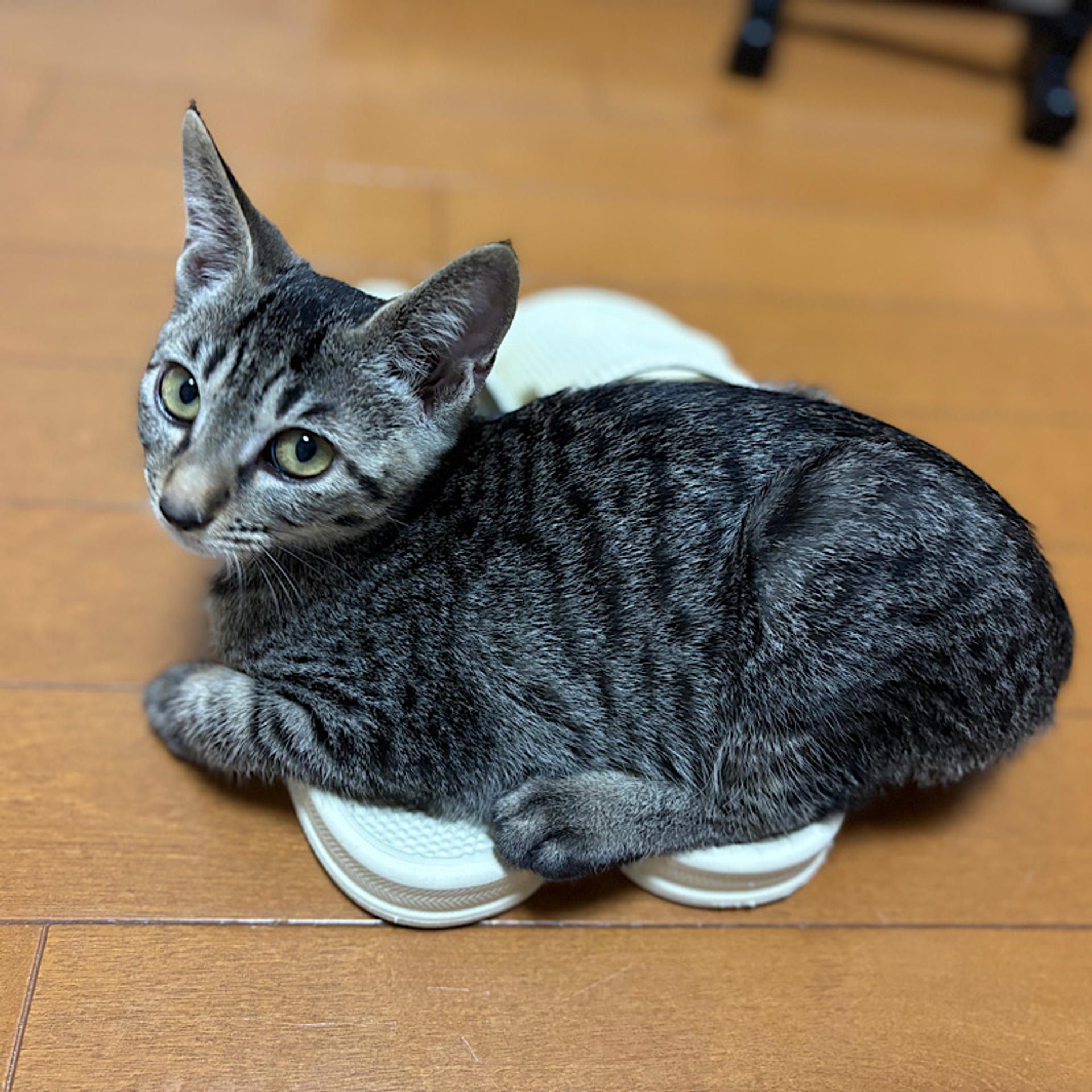 pet-image-5