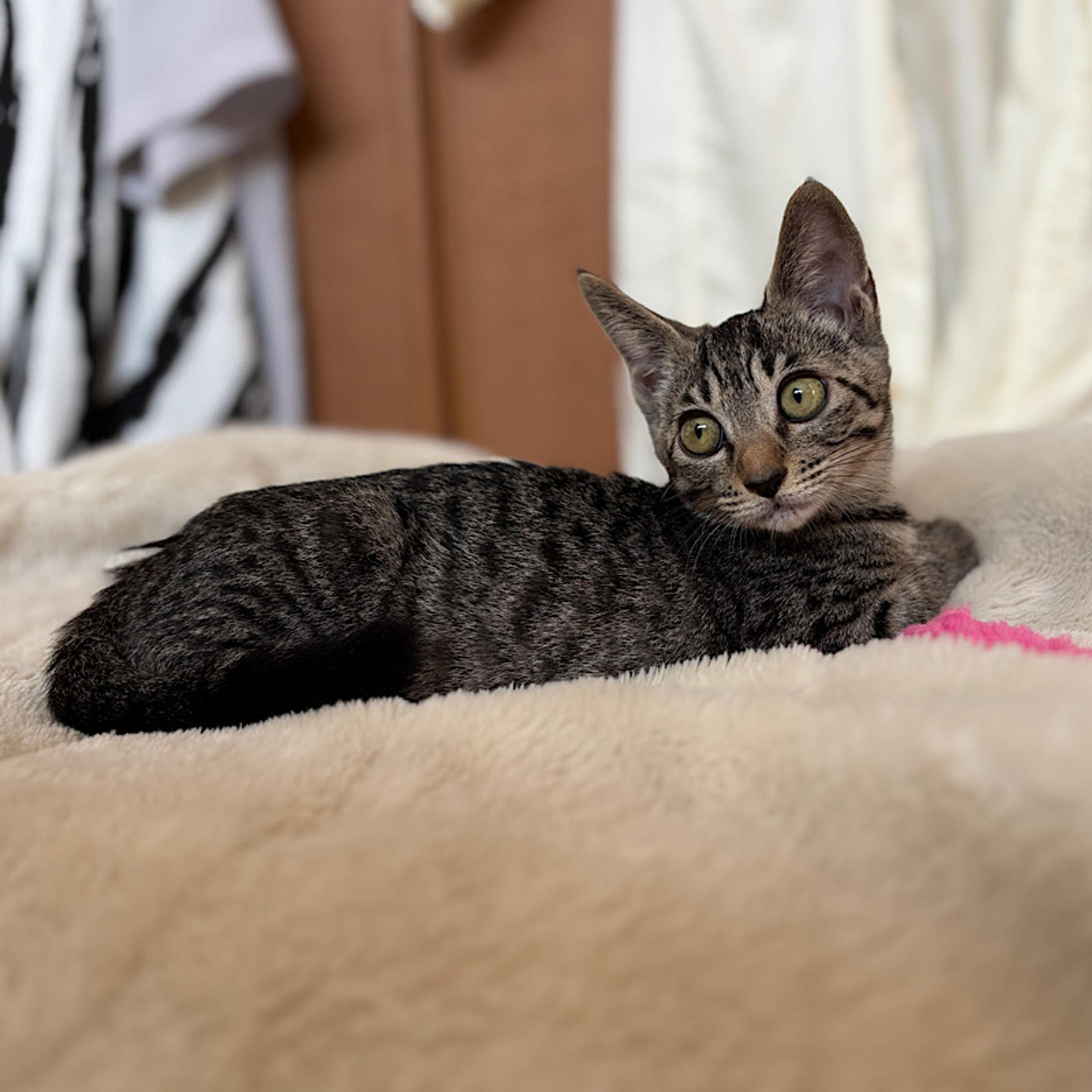 pet-image-3