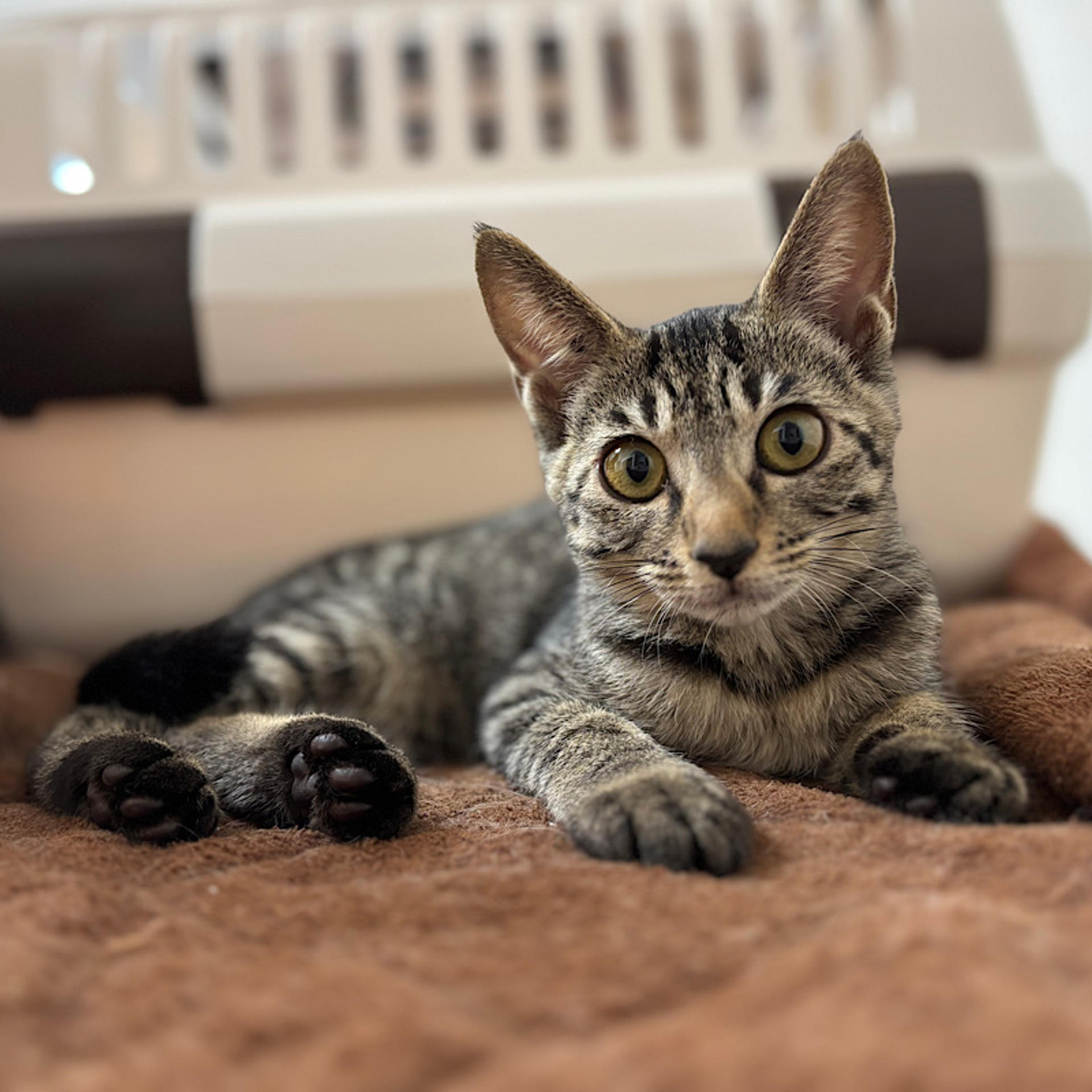 pet-image-4