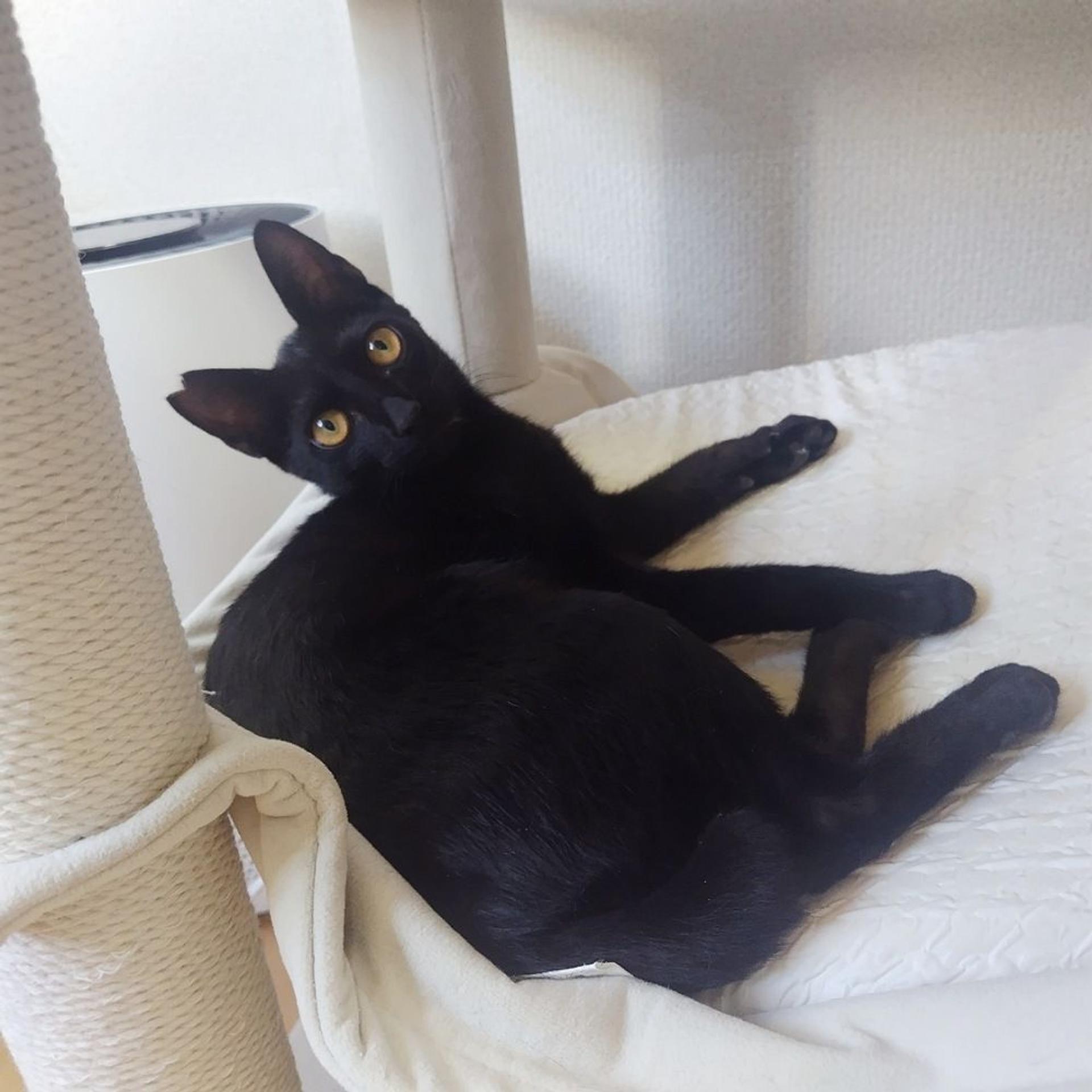 pet-image-6