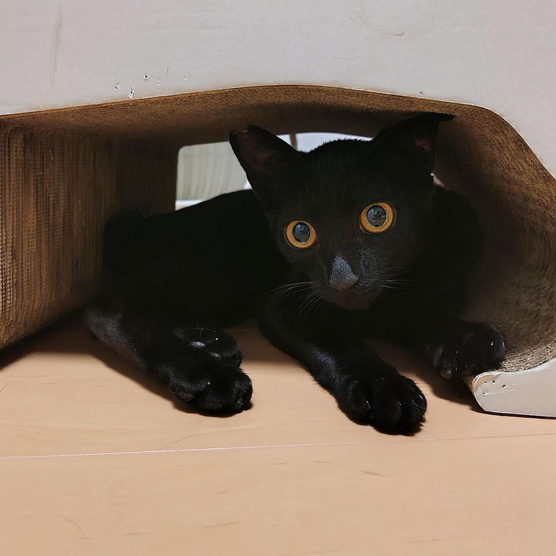 pet-image-4