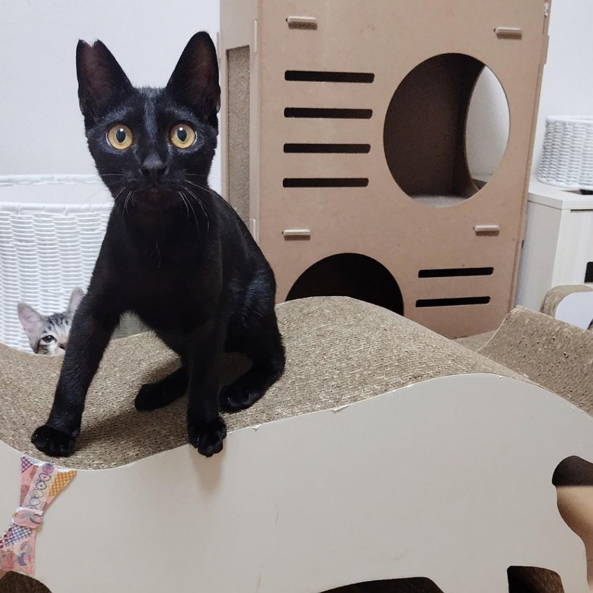pet-image-3