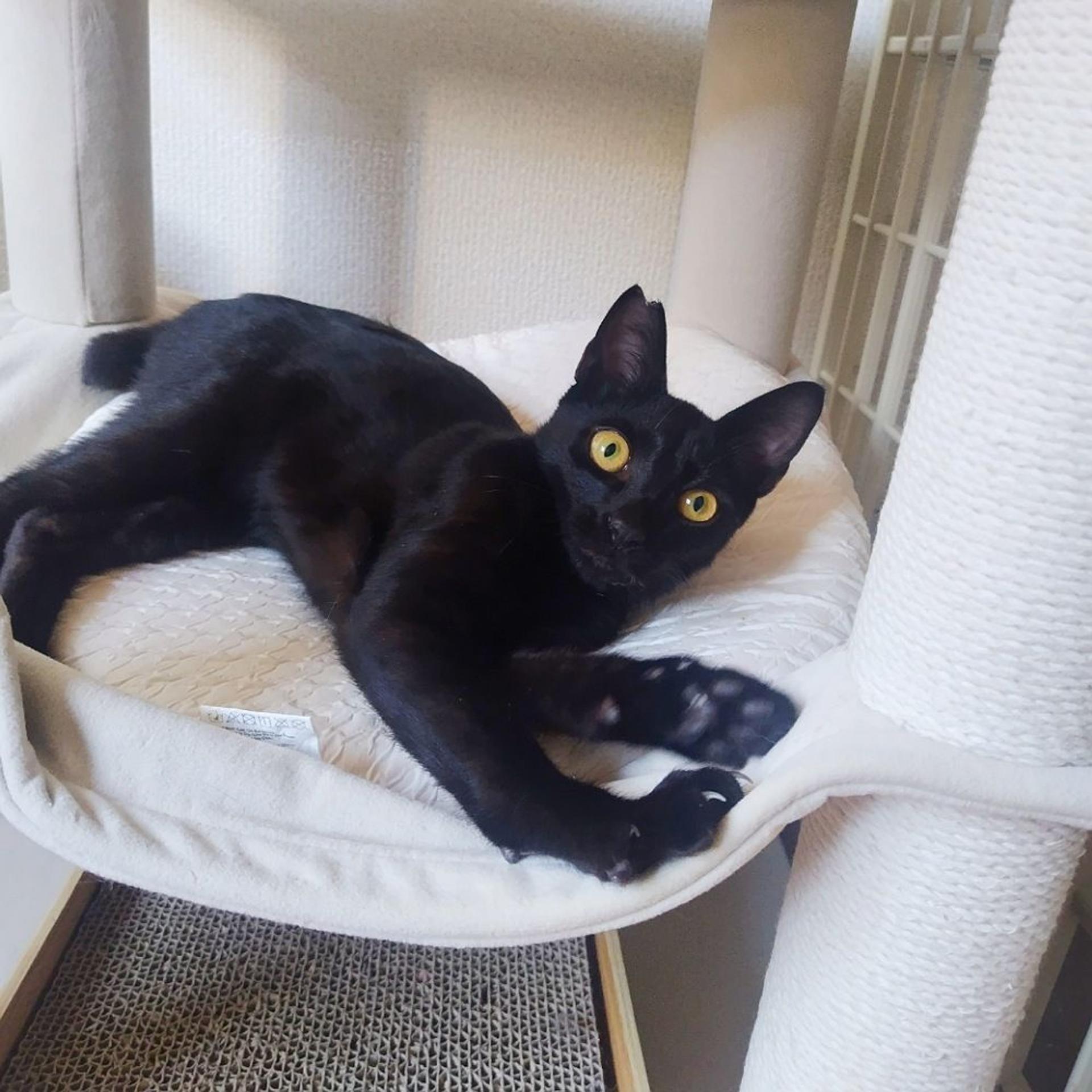 pet-image-7