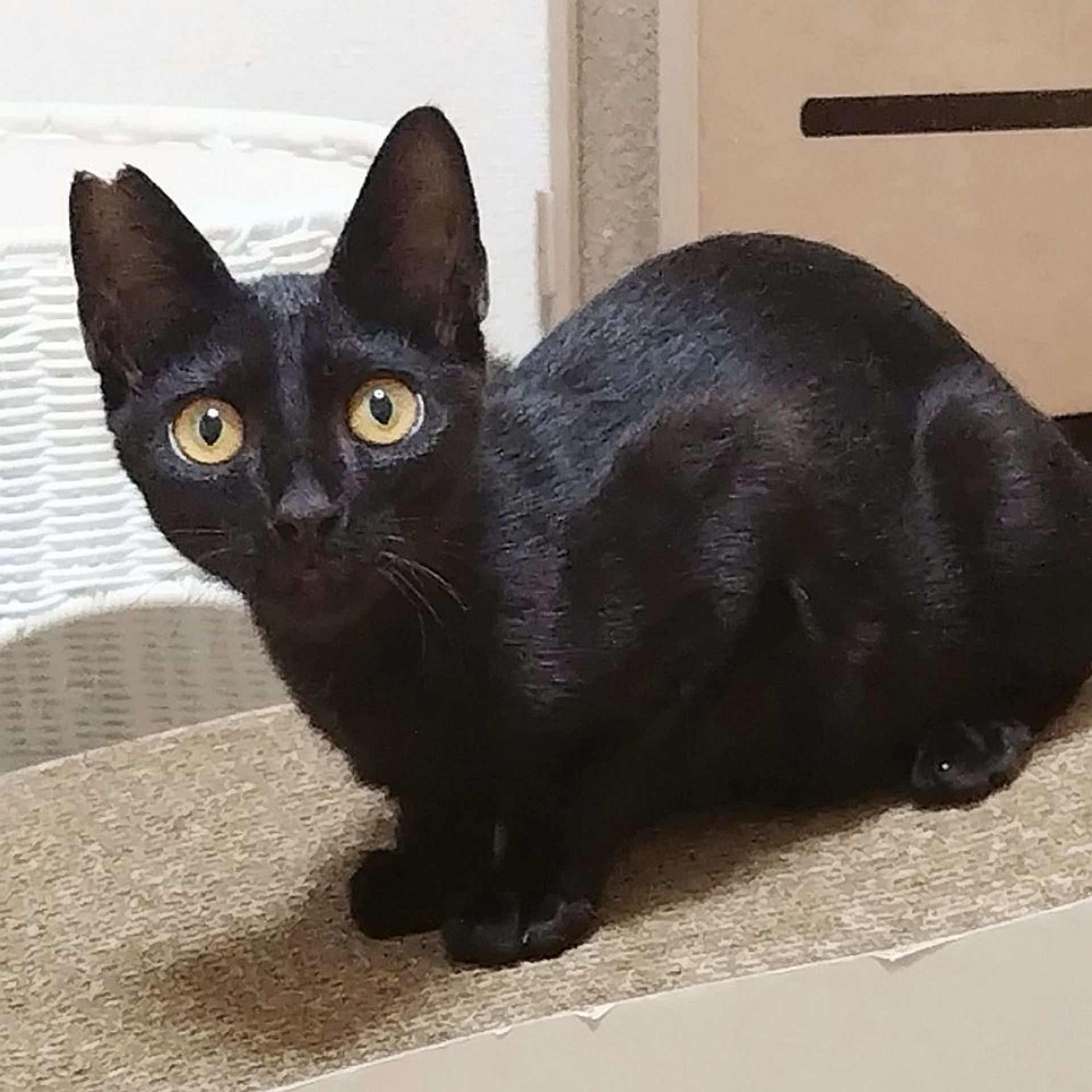 雑種（ミックス猫）・オスの里親募集の写真
