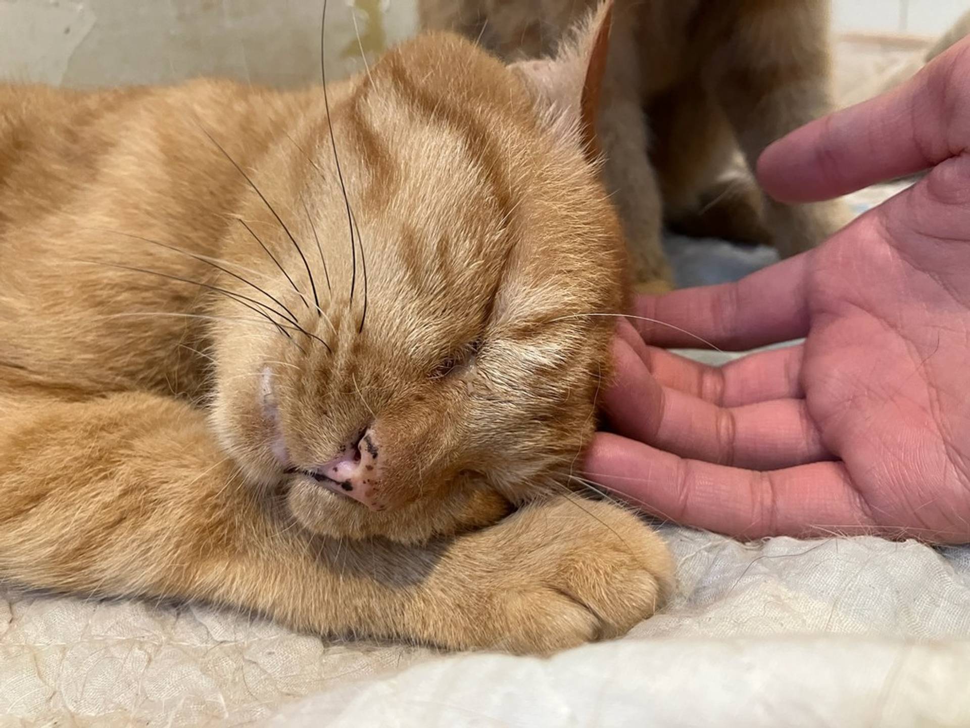 雑種（ミックス猫）・メスの里親募集の写真