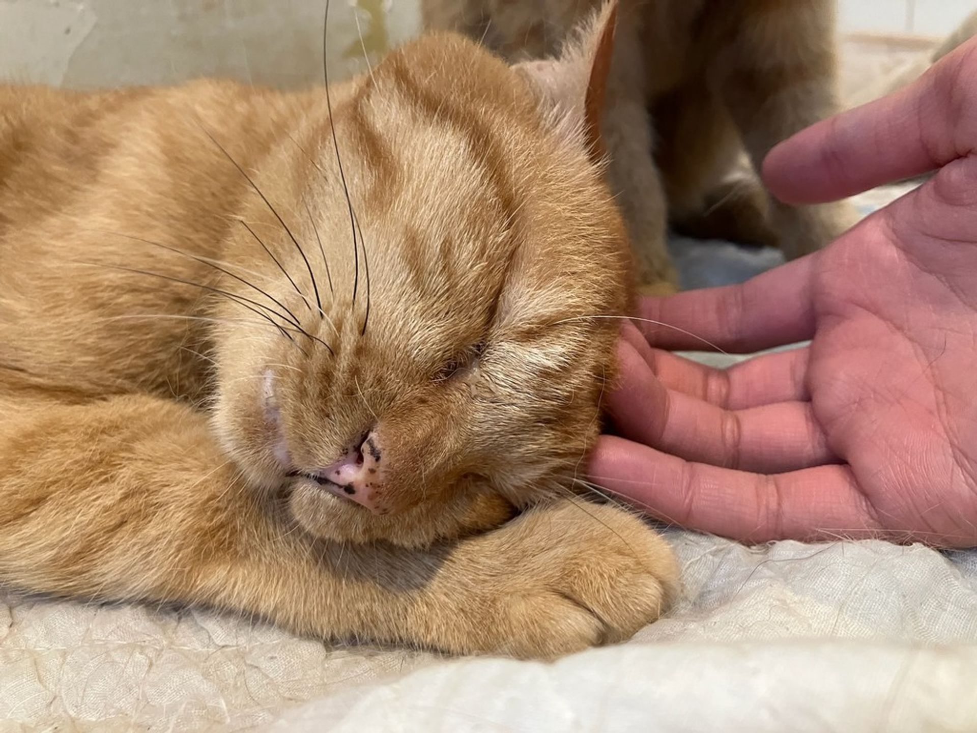 雑種（ミックス猫）・メスの里親募集の写真