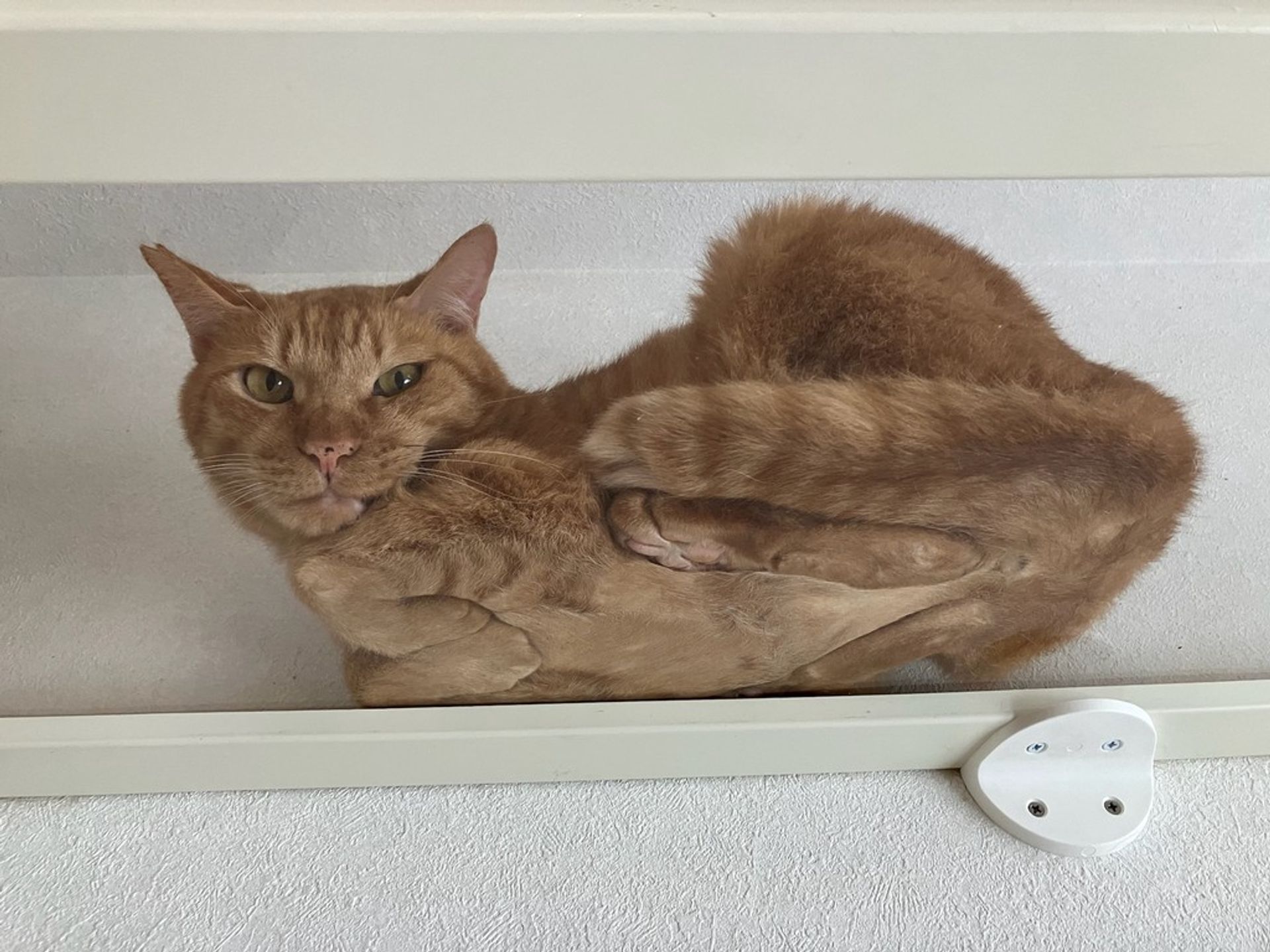 雑種（ミックス猫）・オスの里親募集の写真