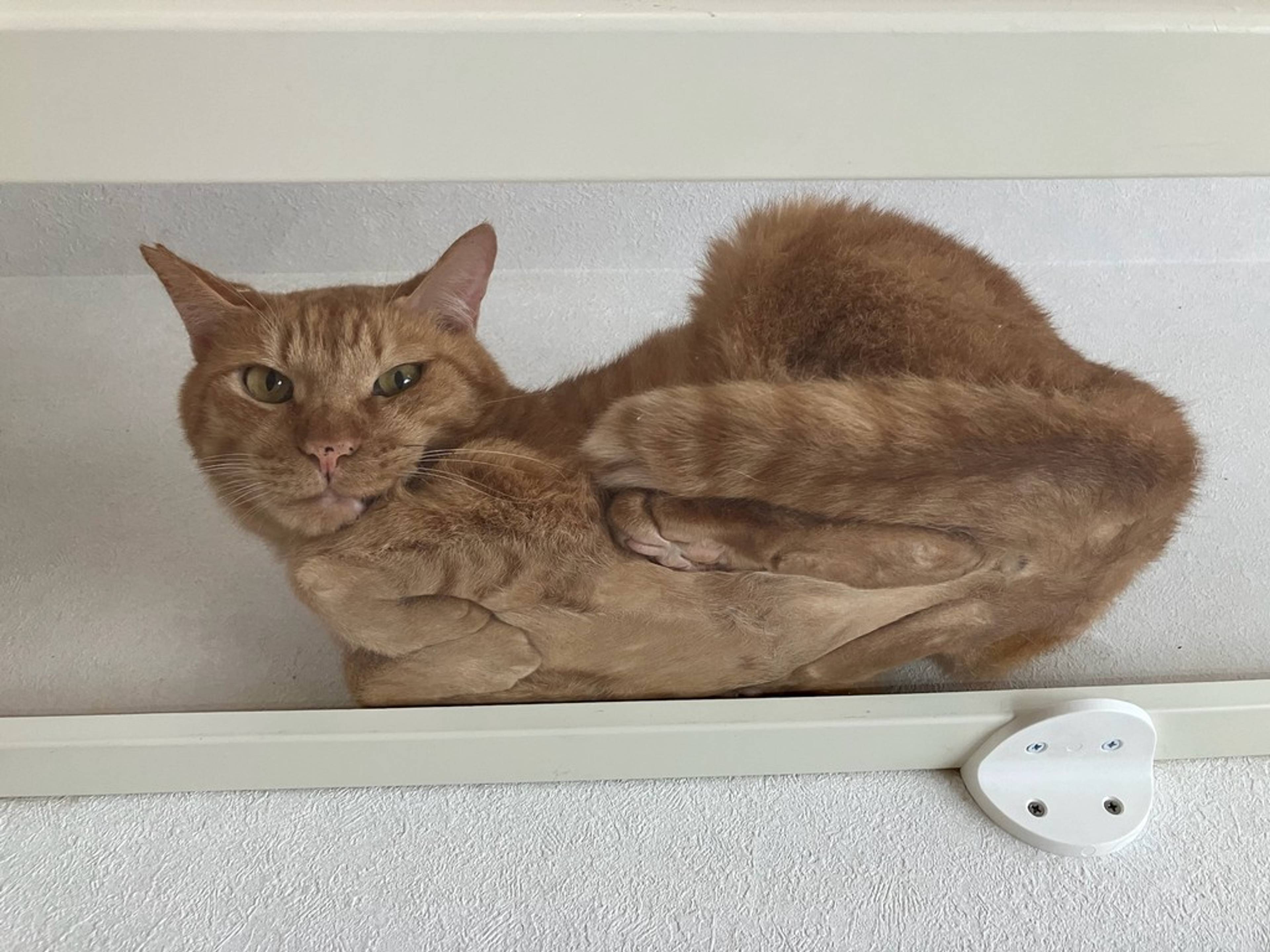 雑種（ミックス猫）・オスの里親募集の写真