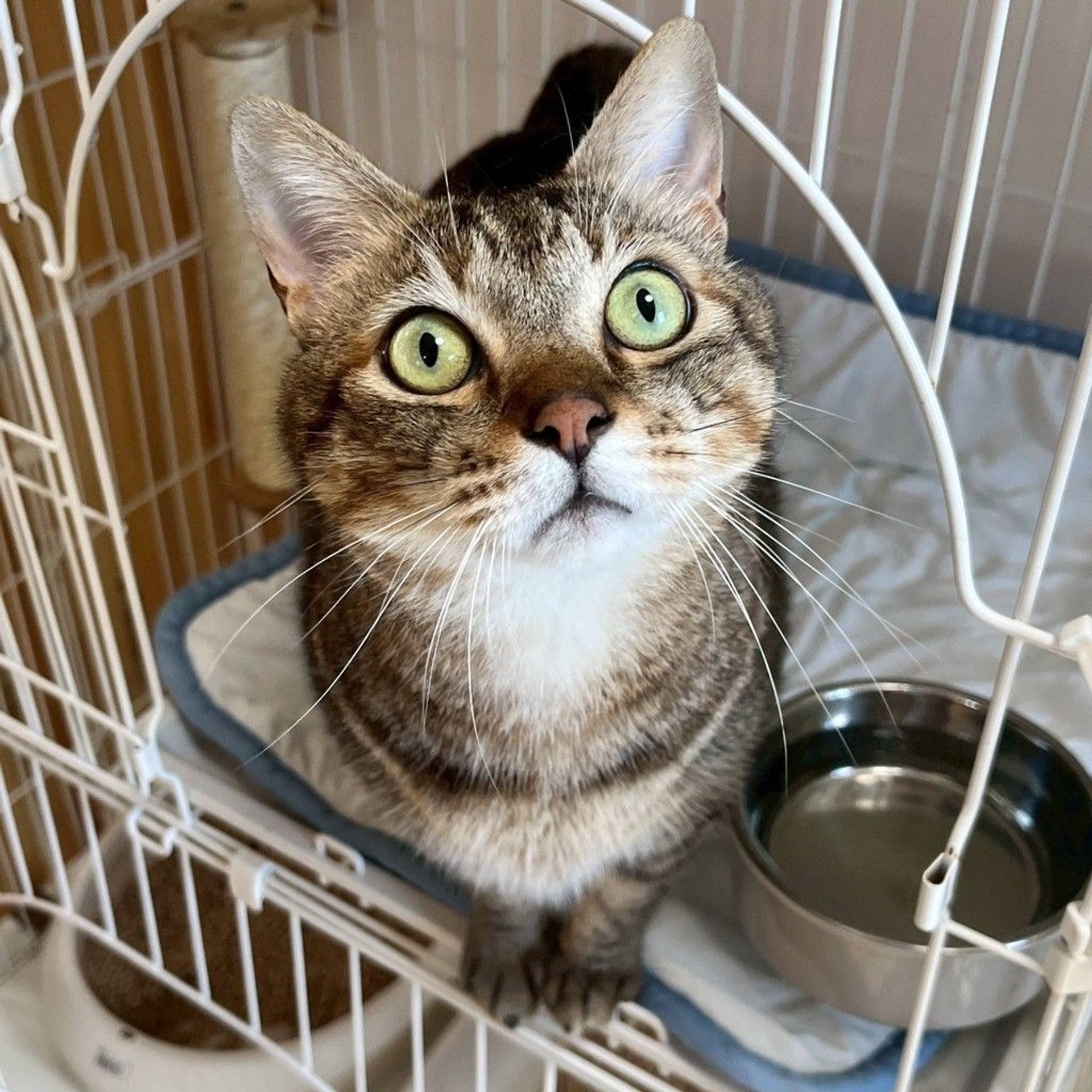 雑種（ミックス猫）・オスの里親募集の写真